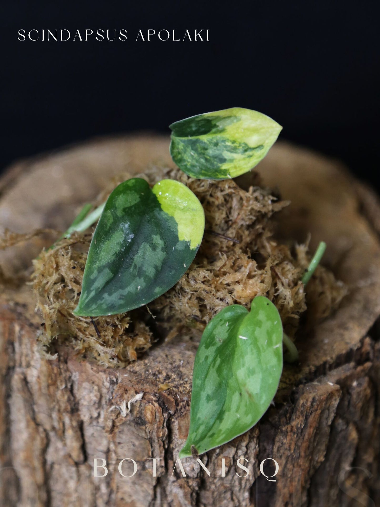Scindapsus Apolaki Rare Yellow Variegated Small Leaf Collector Cutting 001