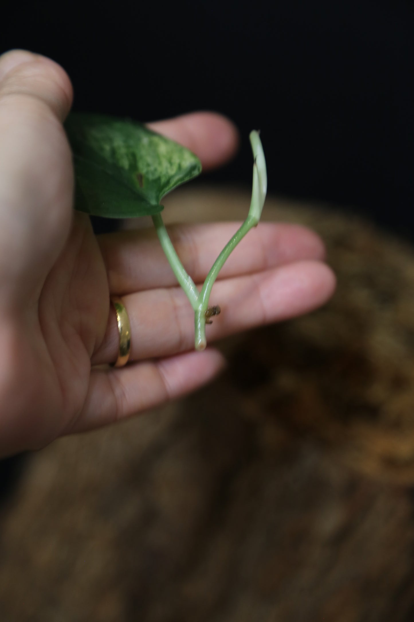 Scindapsus Black Buddy– Cutting 001