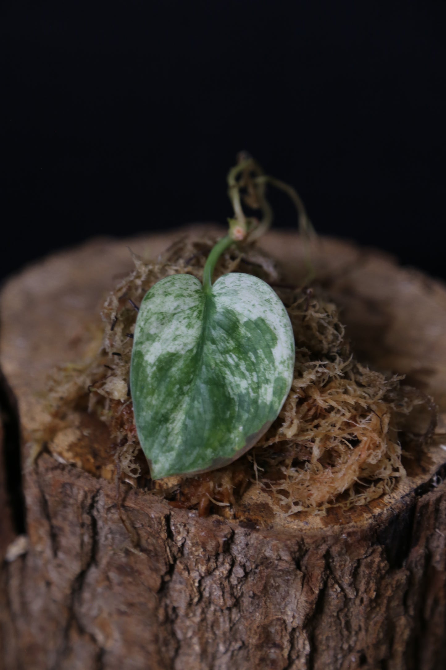 Scindapsus Halimoon– Cutting 001