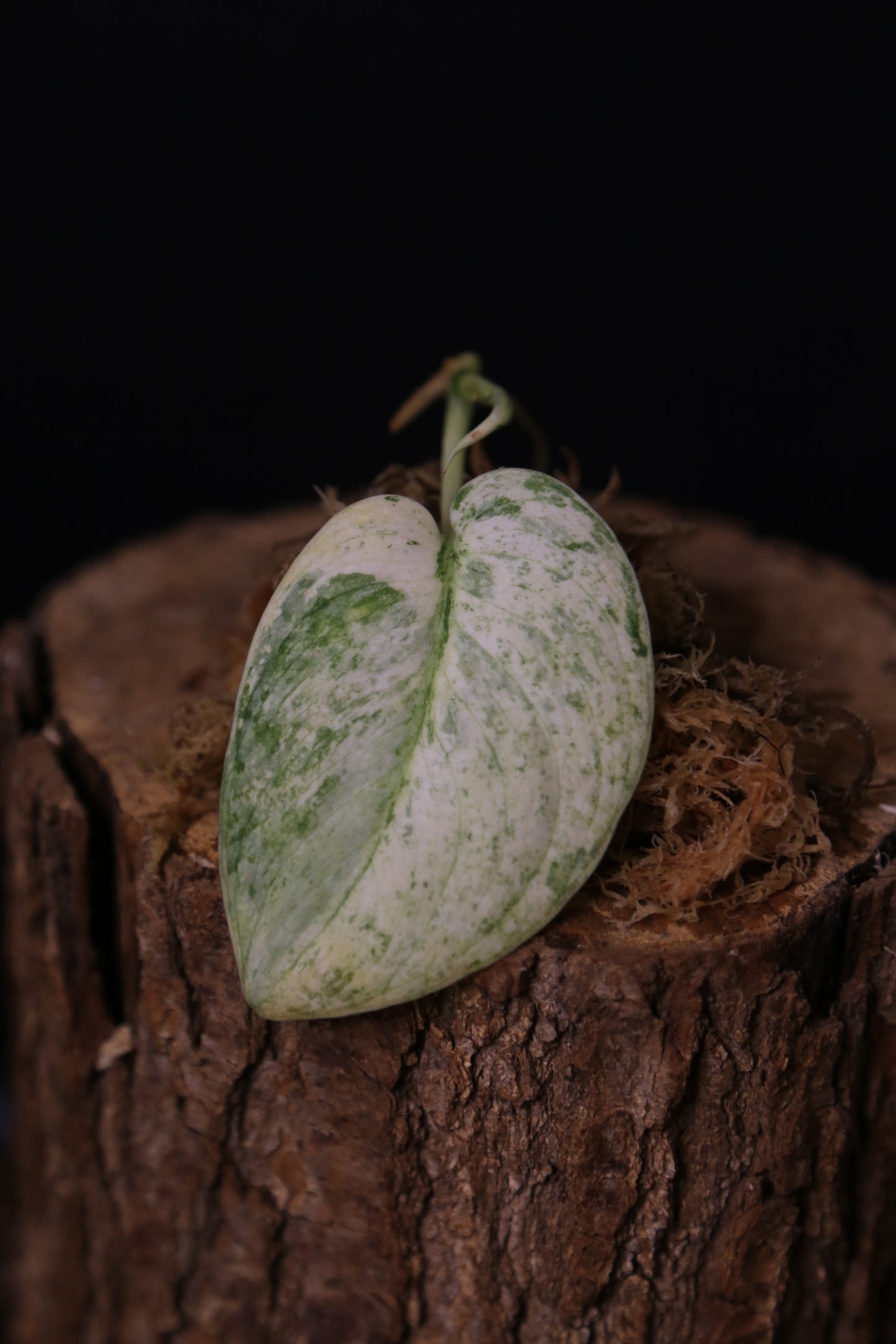 Scindapsus Halimoon– Cutting 002