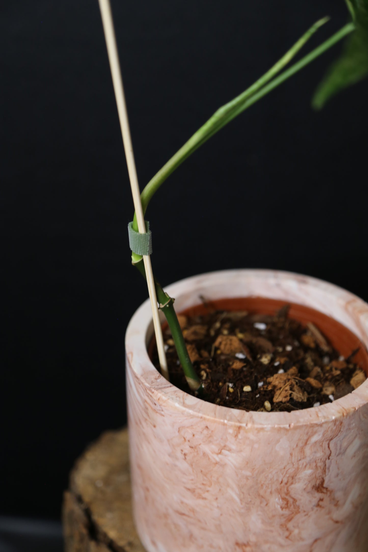 Syngonium Albo Variegated PSV-016