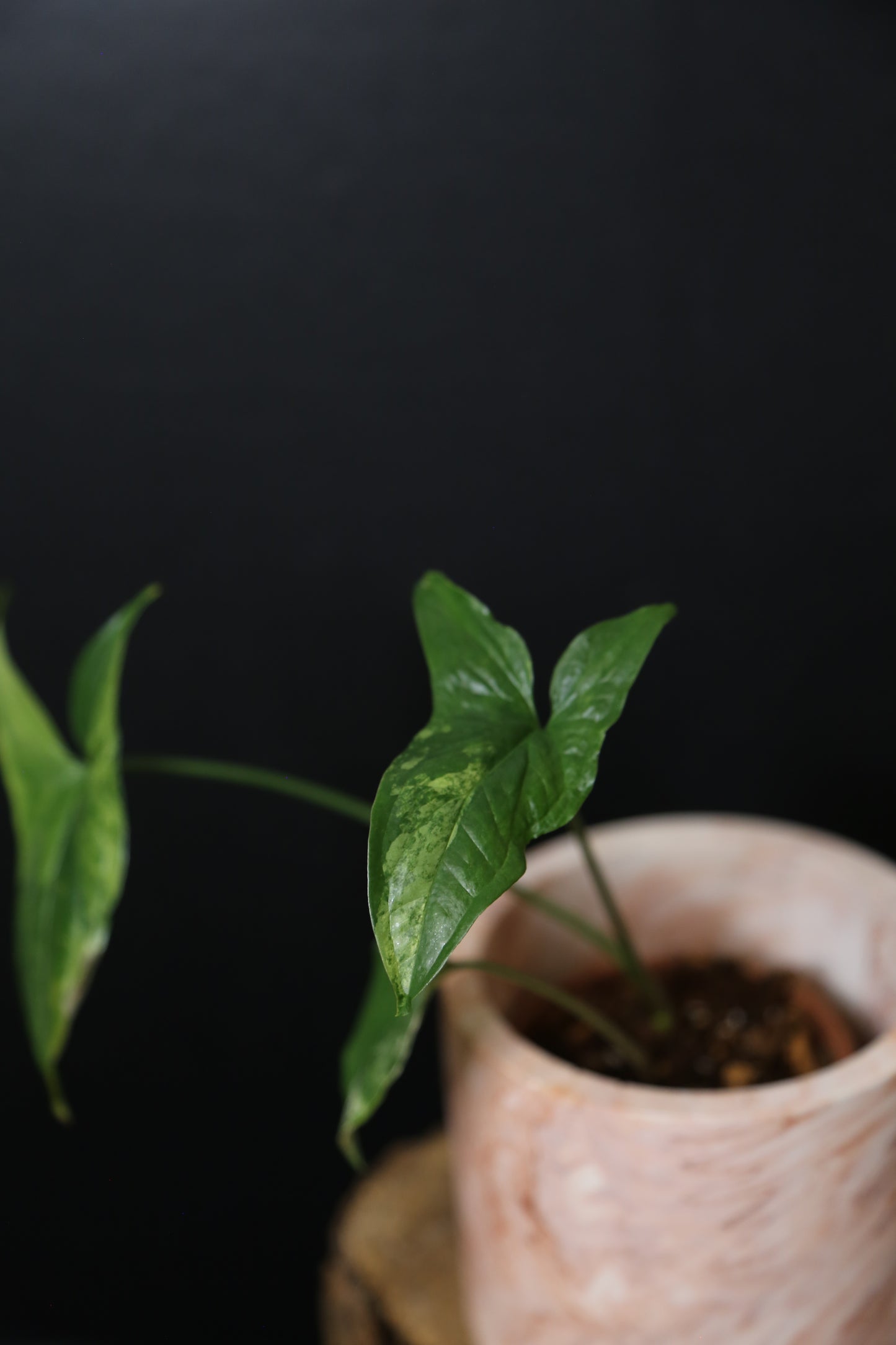 Syngonium Albo Variegated PSV-017