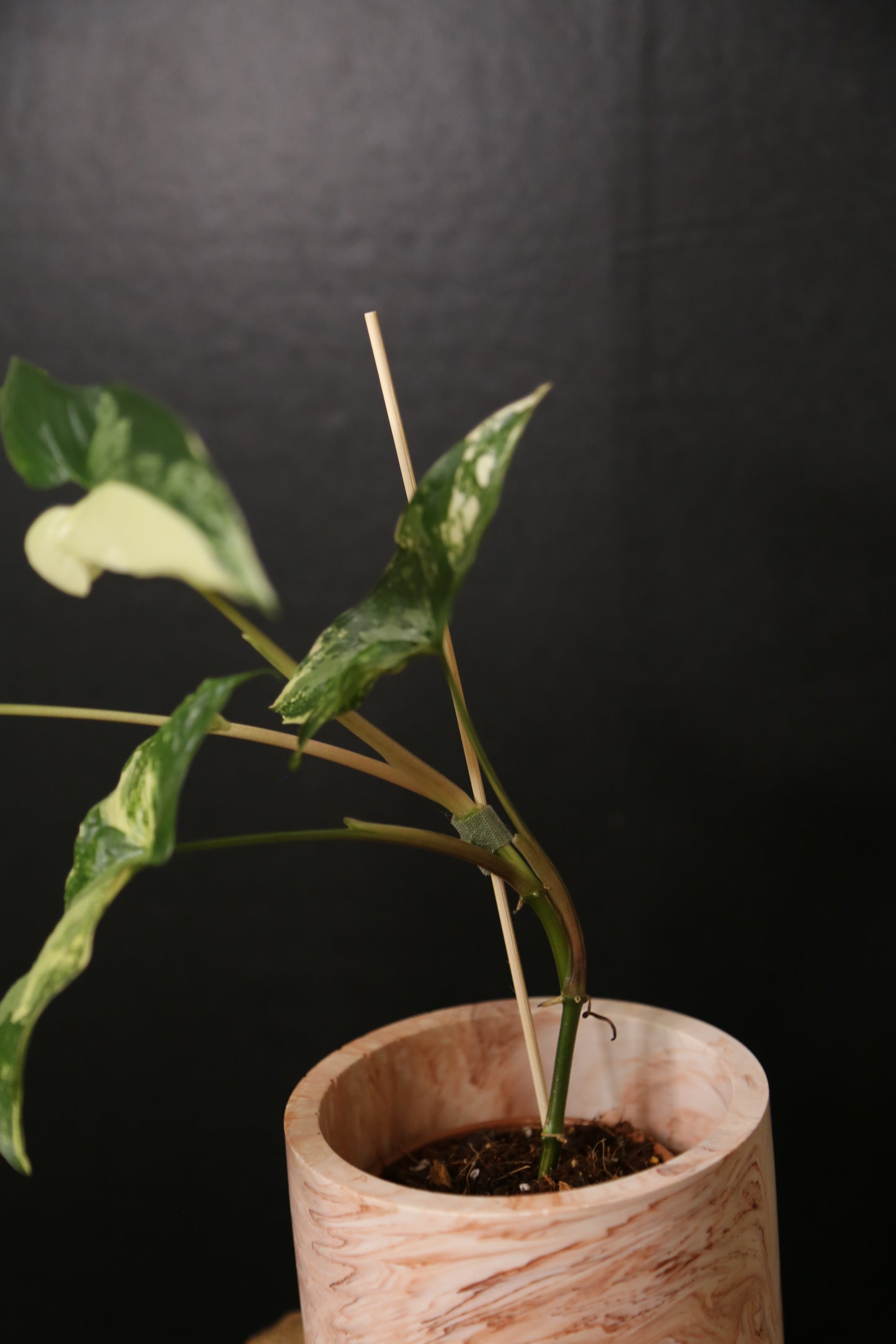 Syngonium Albo Variegated PSV-018