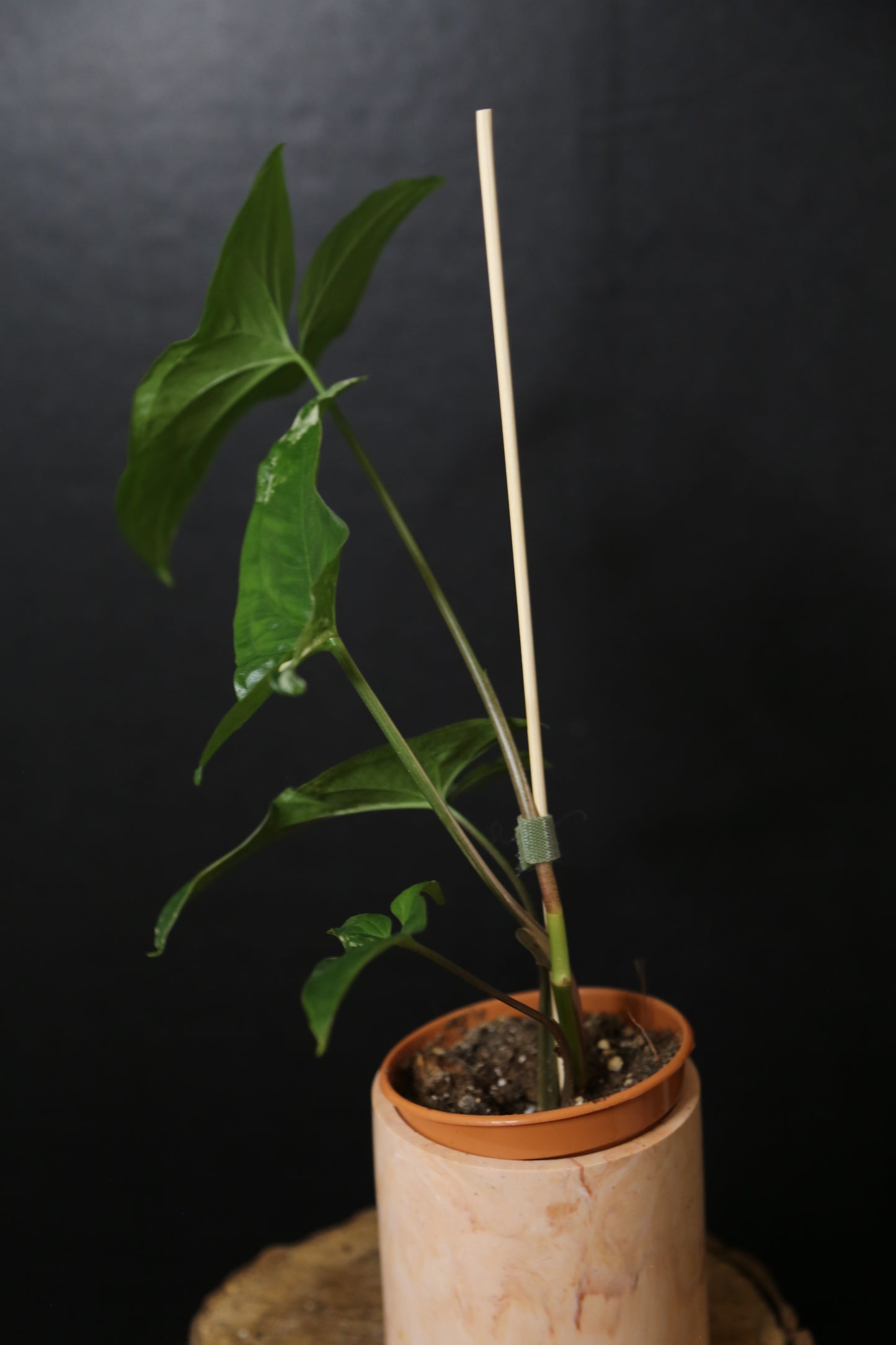 Syngonium Albo Variegated PSV-021