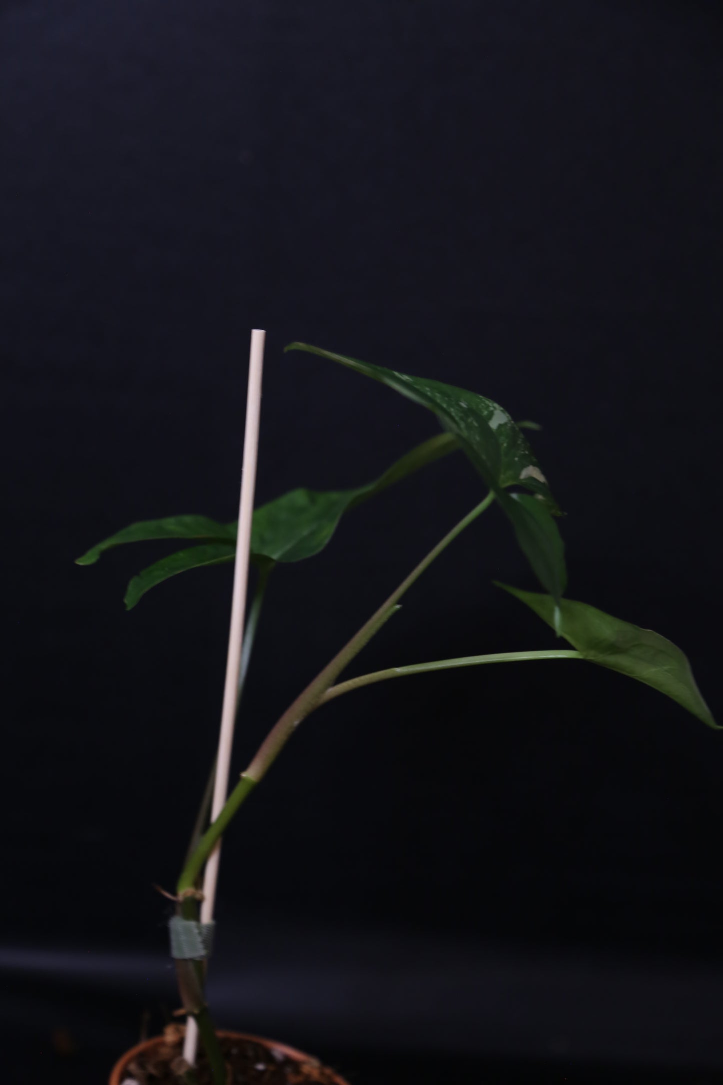 Syngonium Albo Variegated PSV-023