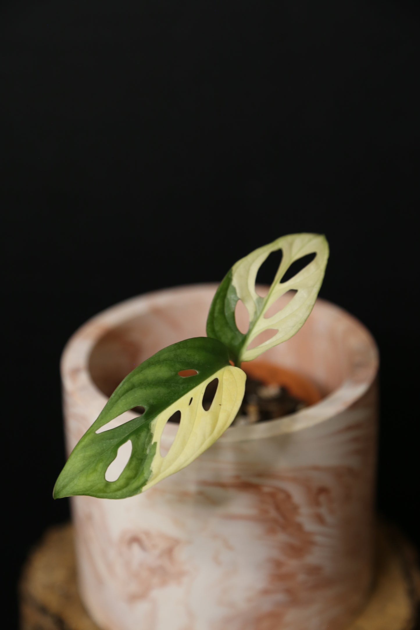 Monstera Adansonii Variegated Rare Potted Plant MAV-010