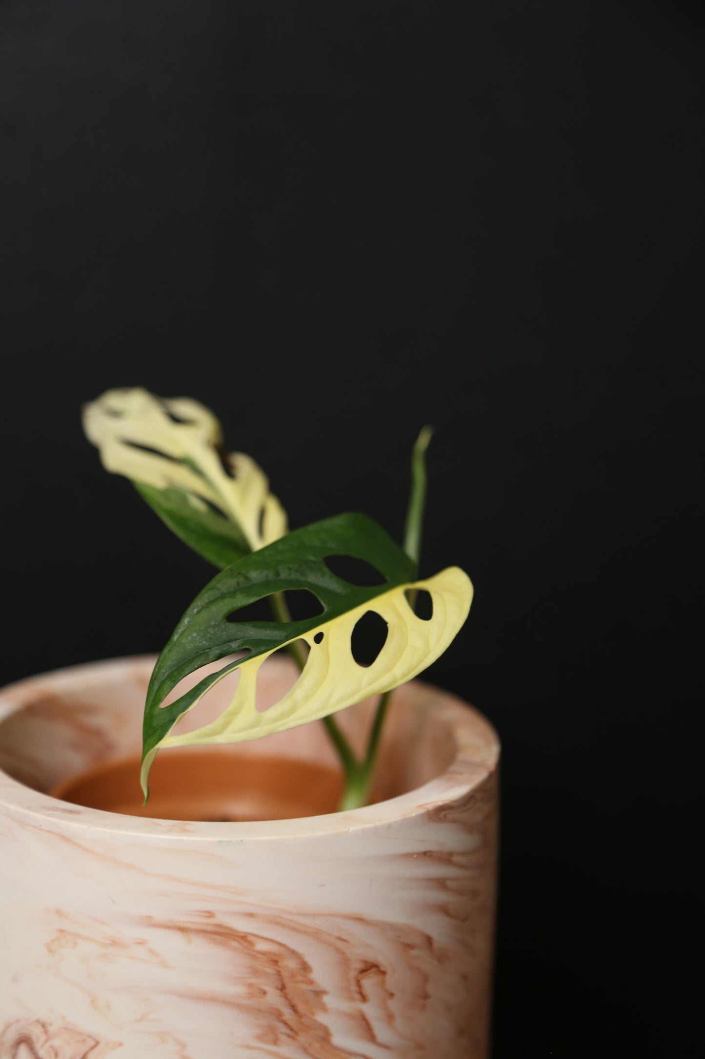 Monstera Adansonii Variegated Rare Half-moon Potted Plant MAV-012