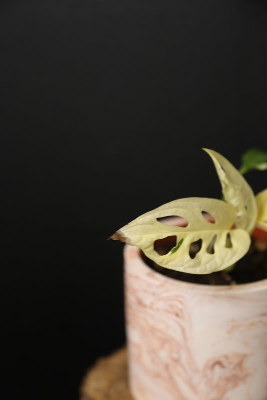 Monstera Adansonii Variegated SUPER Rare Full-moon Potted Plant MAV-013 / Auction