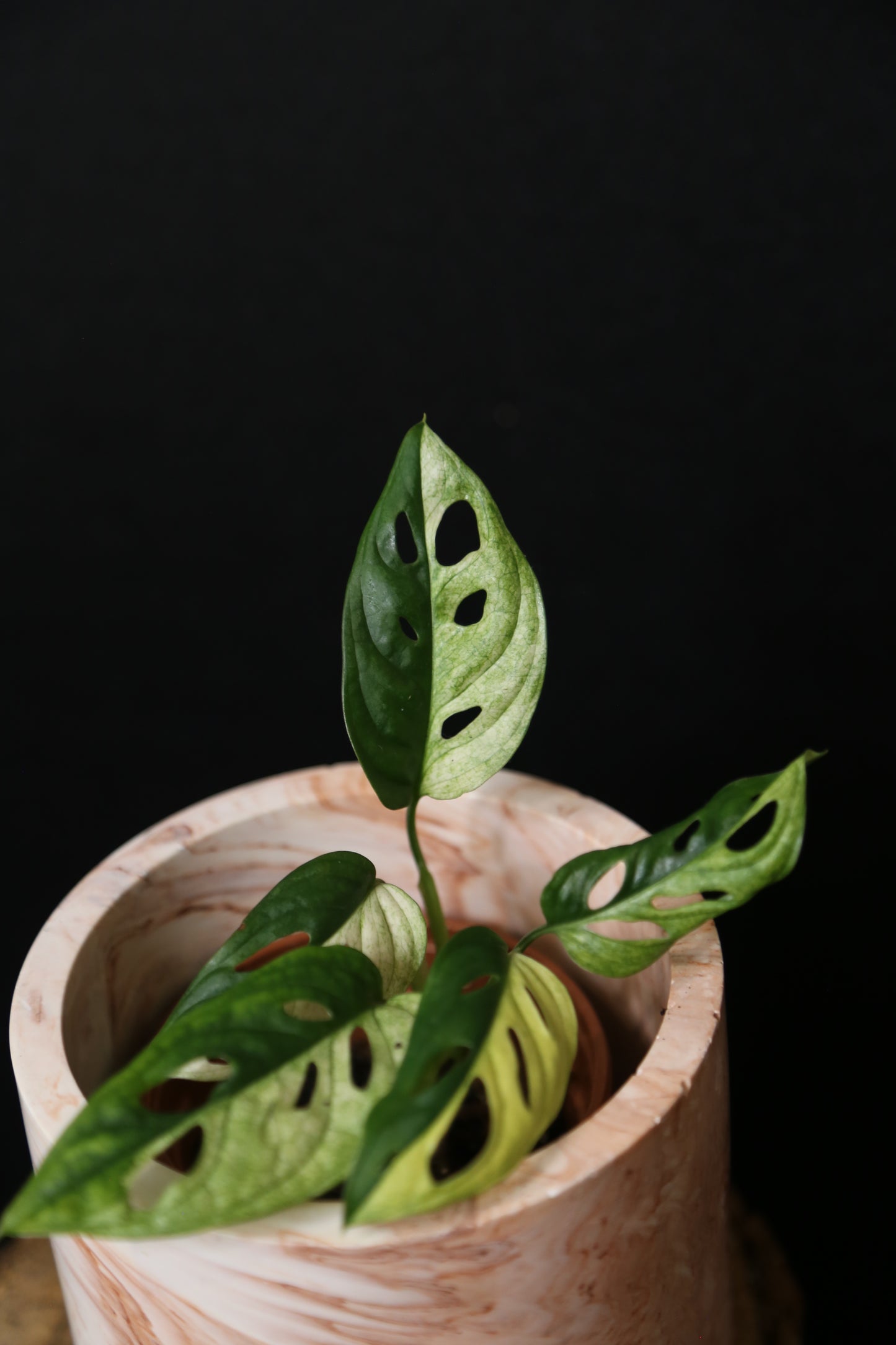 Monstera Adansonii Variegated SUPER Rare ALL Half-moon Potted Plant MAV-014