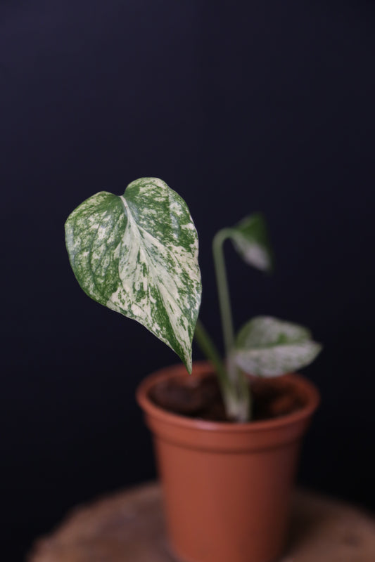 Rare! Monstera White Monste Mini pot -MWM001