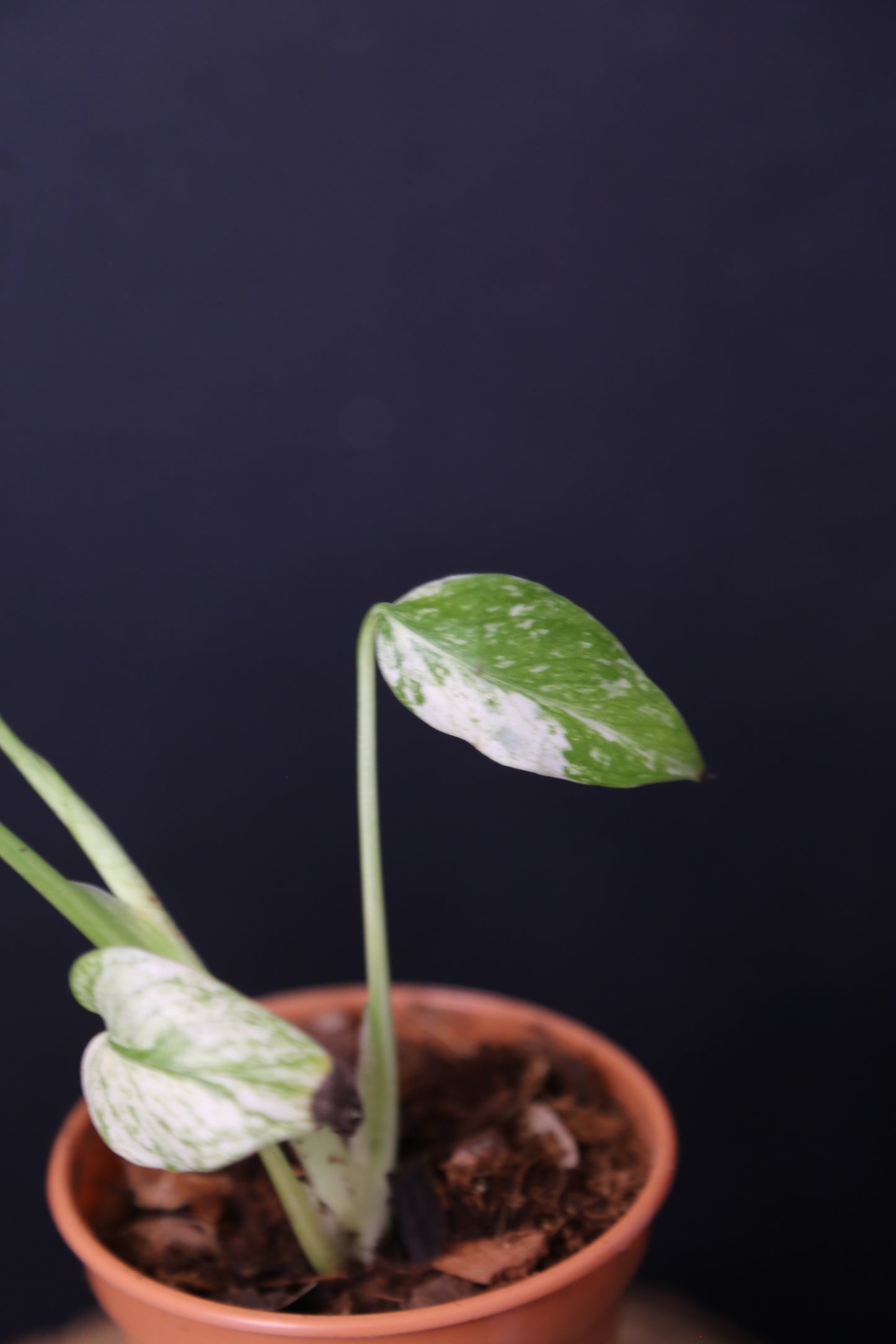 Rare! Monstera White Monste Mini pot -MWM001