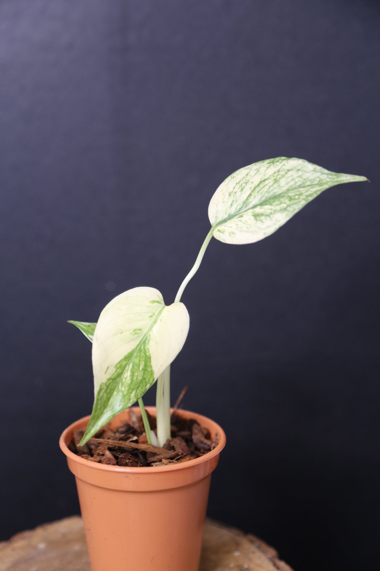 Rare! Monstera White Monste Mini pot -MWM003