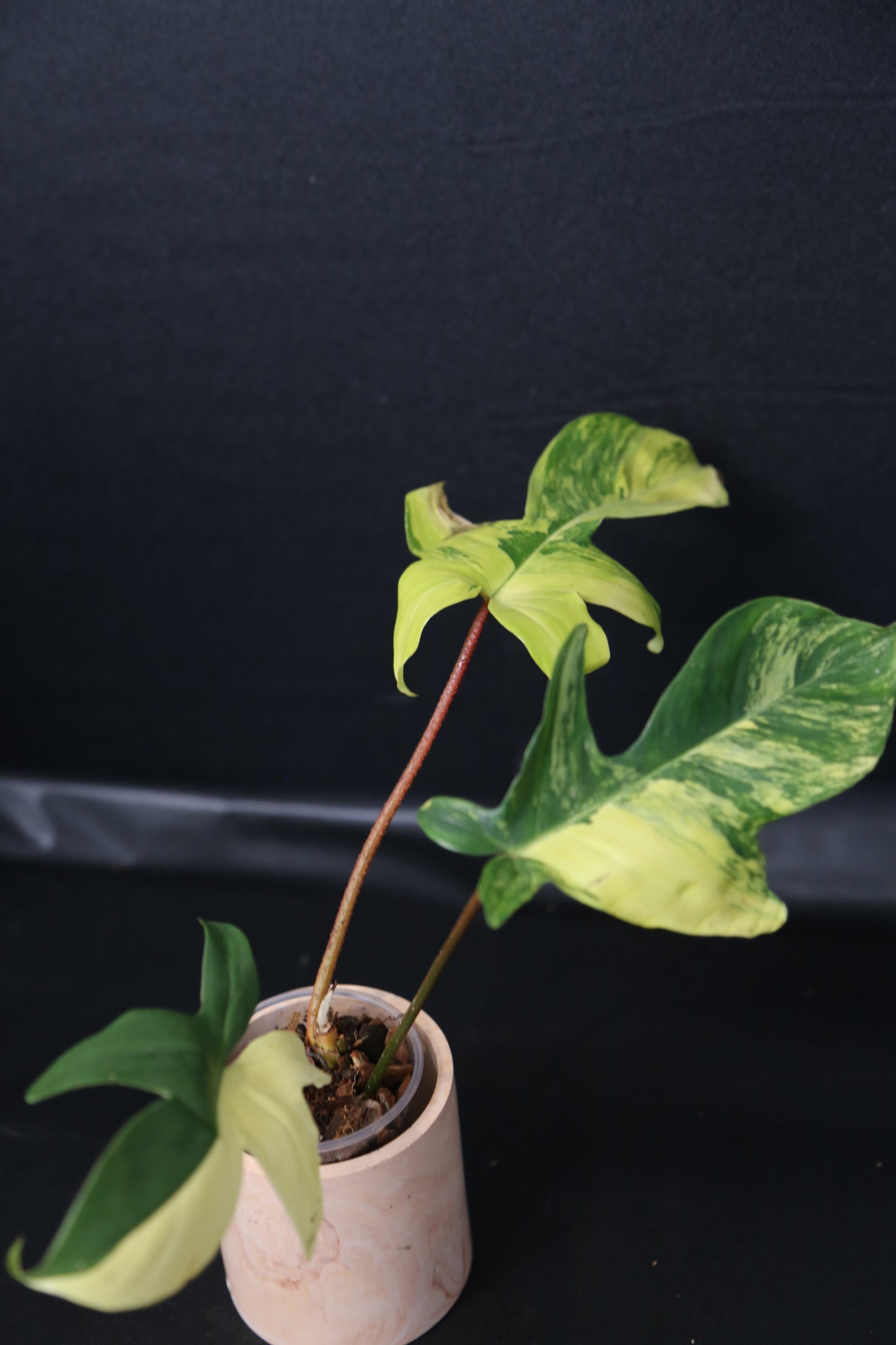 Popular! Philodendron Florida Beauty Potted PFB-017