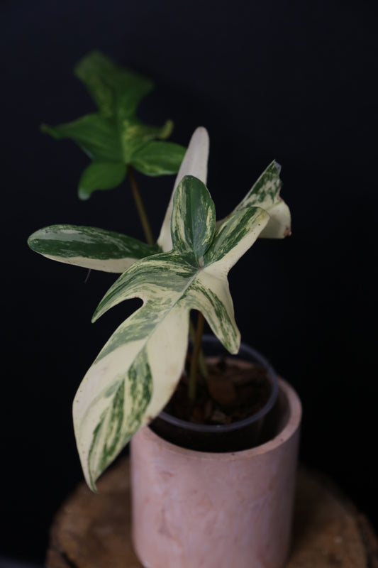 Popular! Philodendron Florida Beauty Potted PFB-019