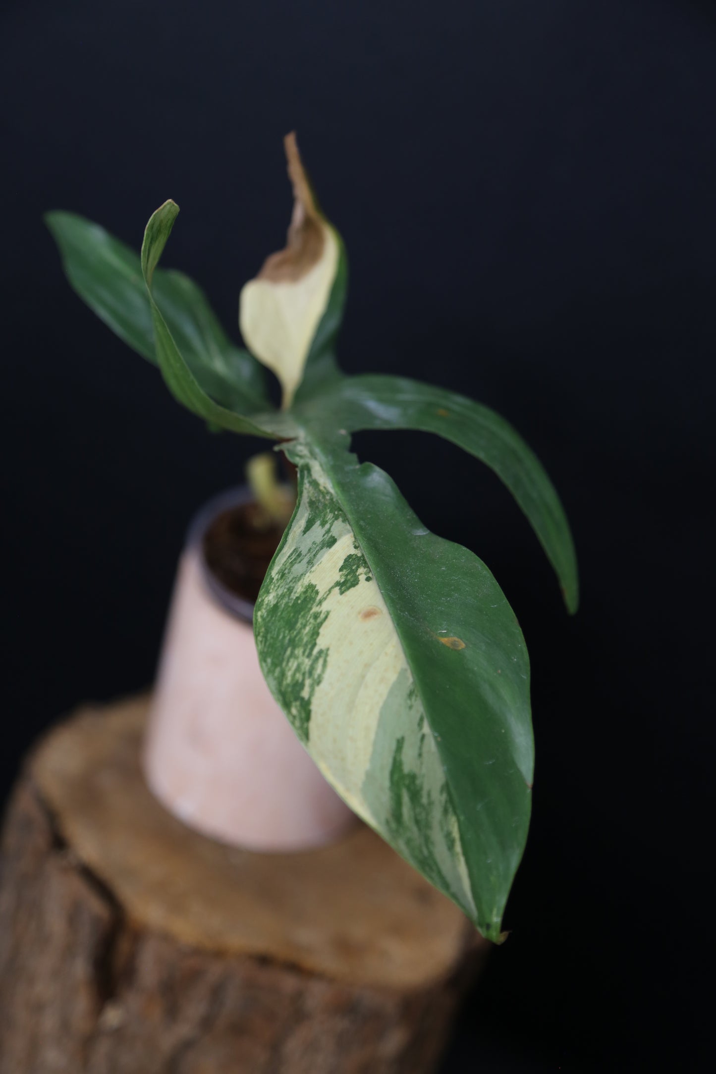 Popular! Philodendron Florida Beauty Bottom cutting PFB-020