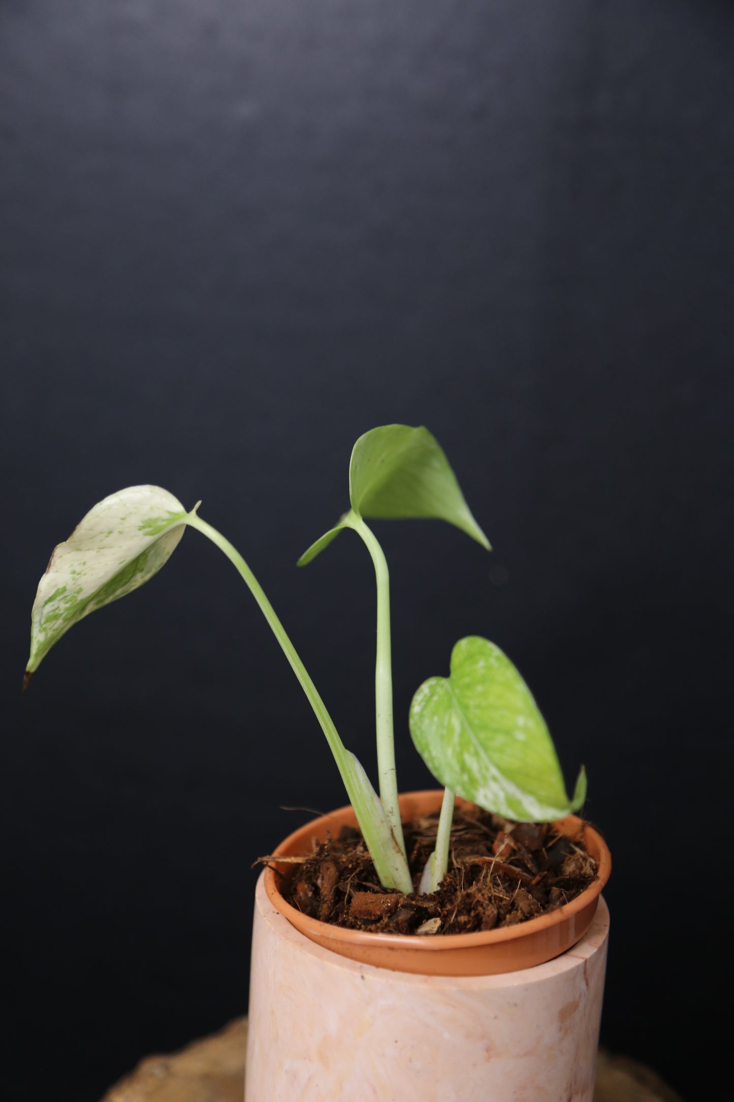 Rare! Monstera Mint Mini pot -MMM001