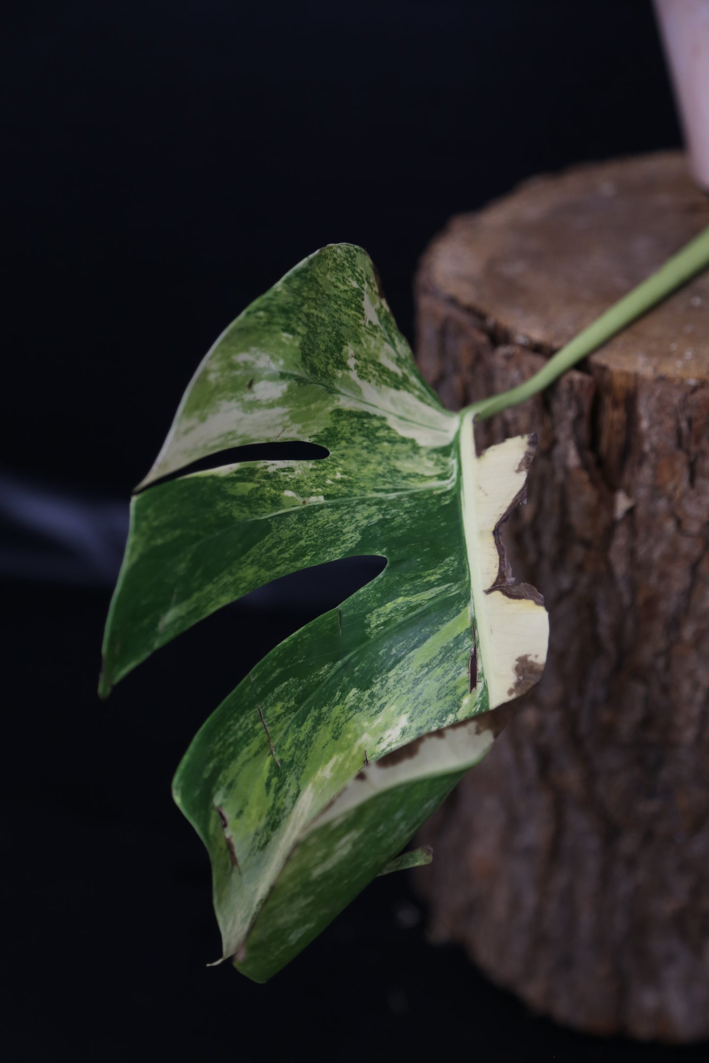 Second Chance! Monstera Yellow Aurea Half-Moon Variegated Rare Cutting MYV-008