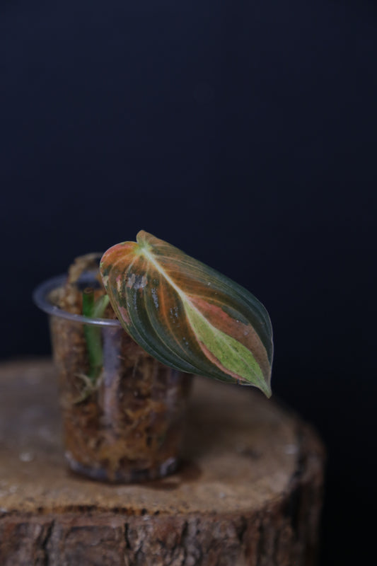 Super Rare! Philodendron Melanochrysum Variegated One Leaf Cutting -002