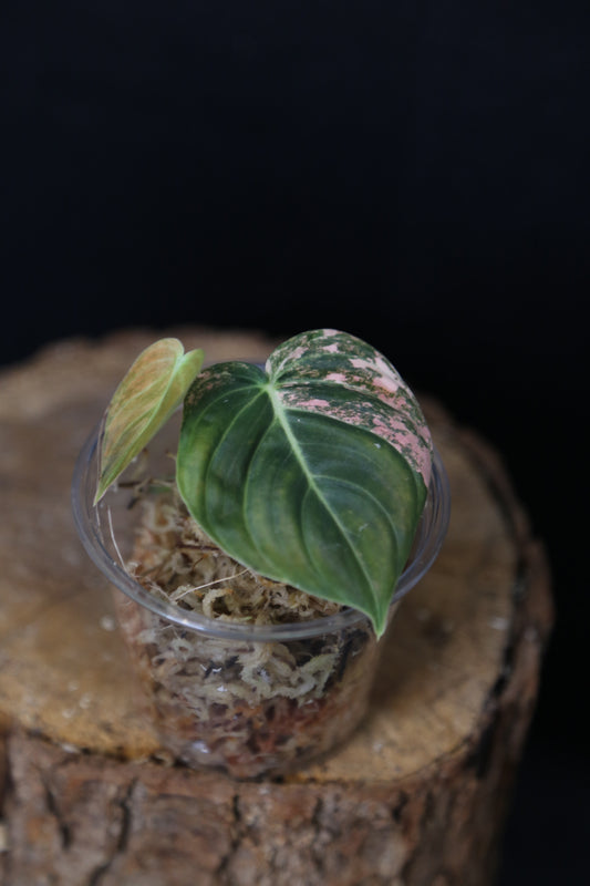 Super Rare! Philodendron Melanochrysum Variegated Orange One Leaf Cutting