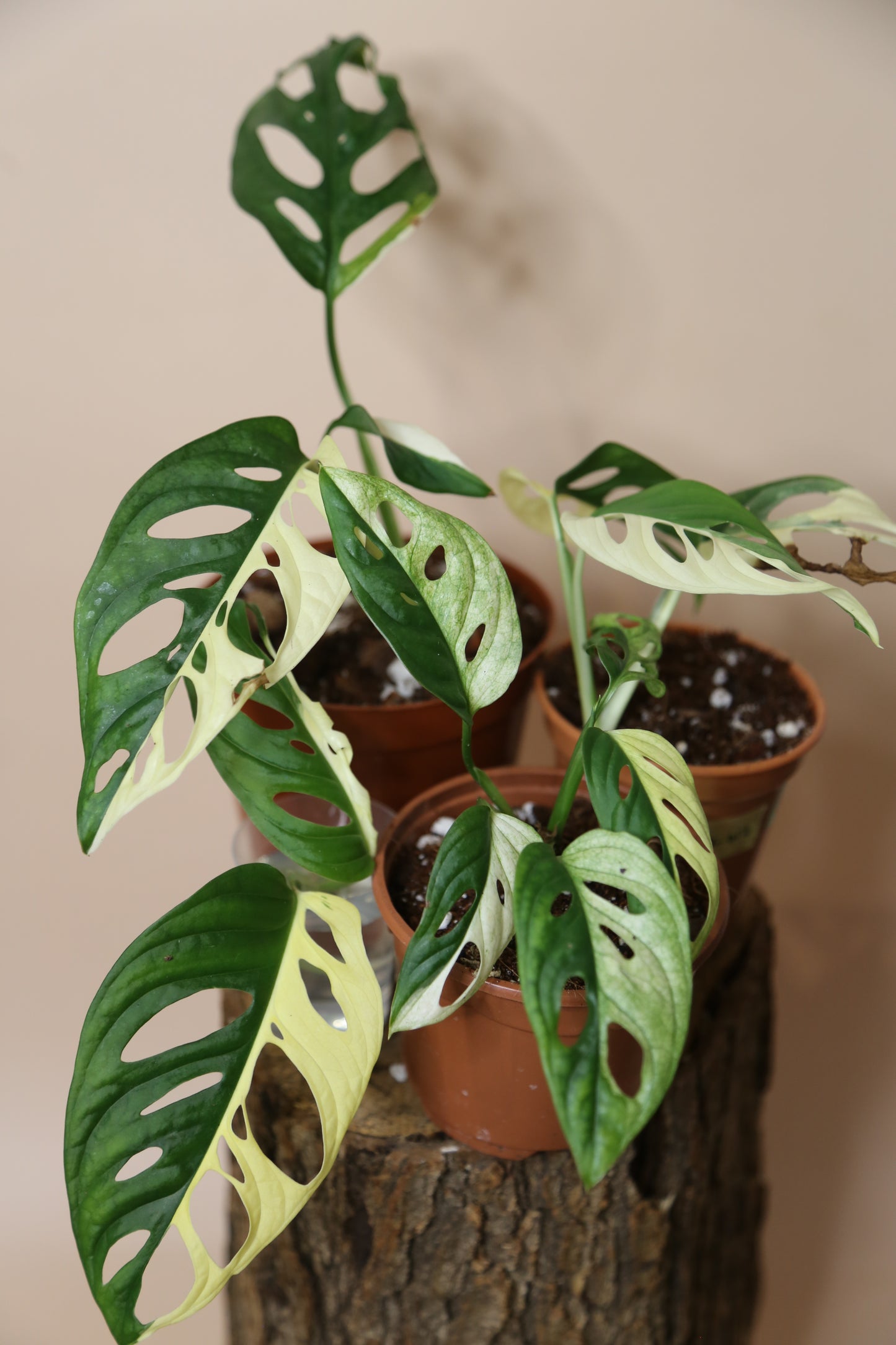 Monstera Adansonii variegata MAV-017