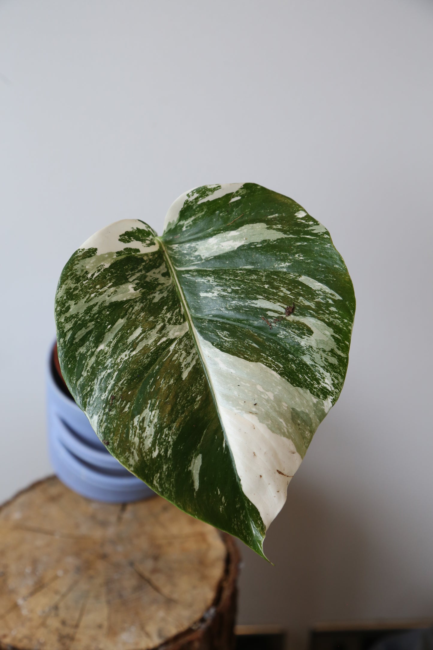 Monstera Variegated Potted MV-365