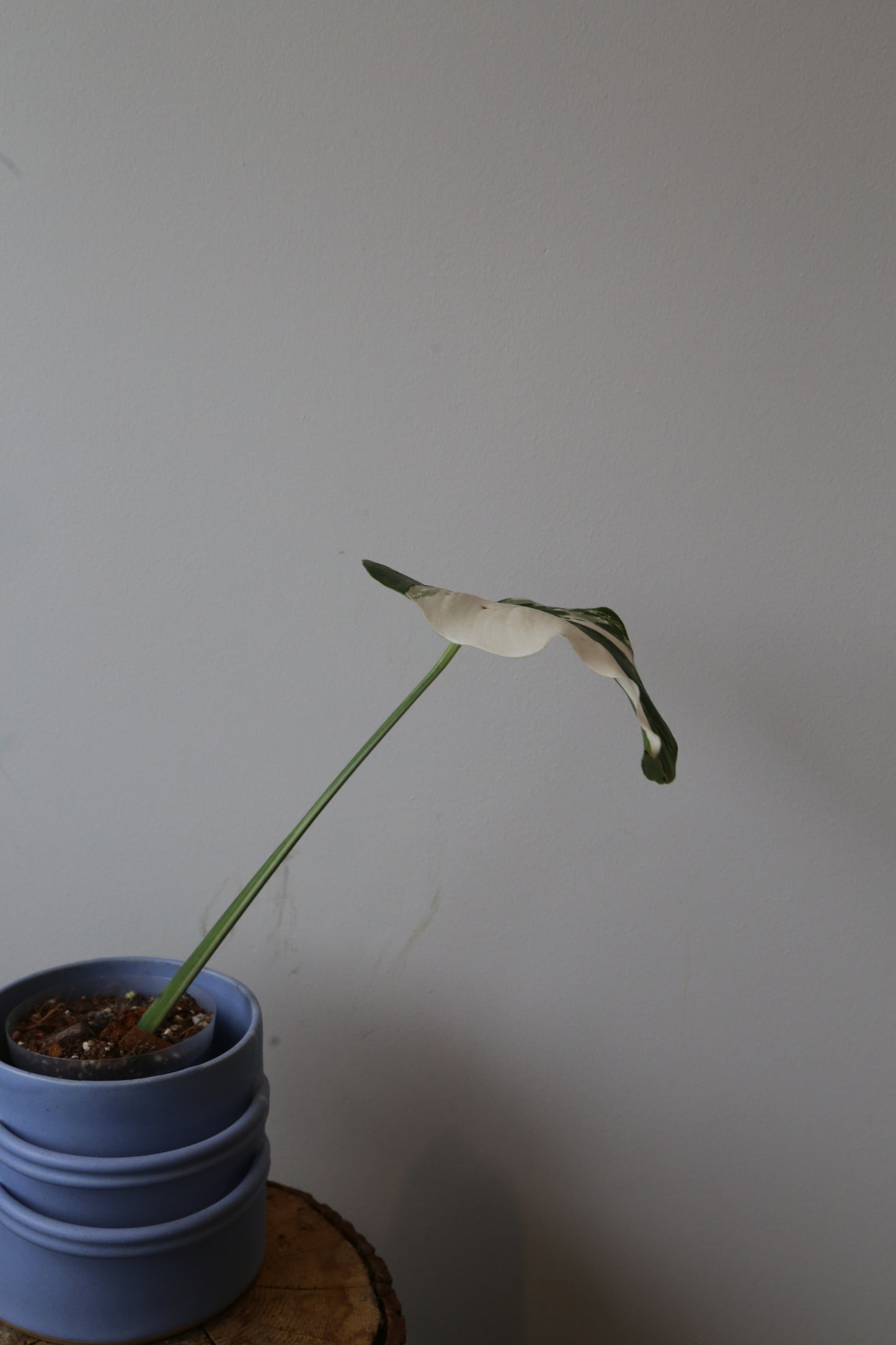 Monstera Variegated Potted MV-368