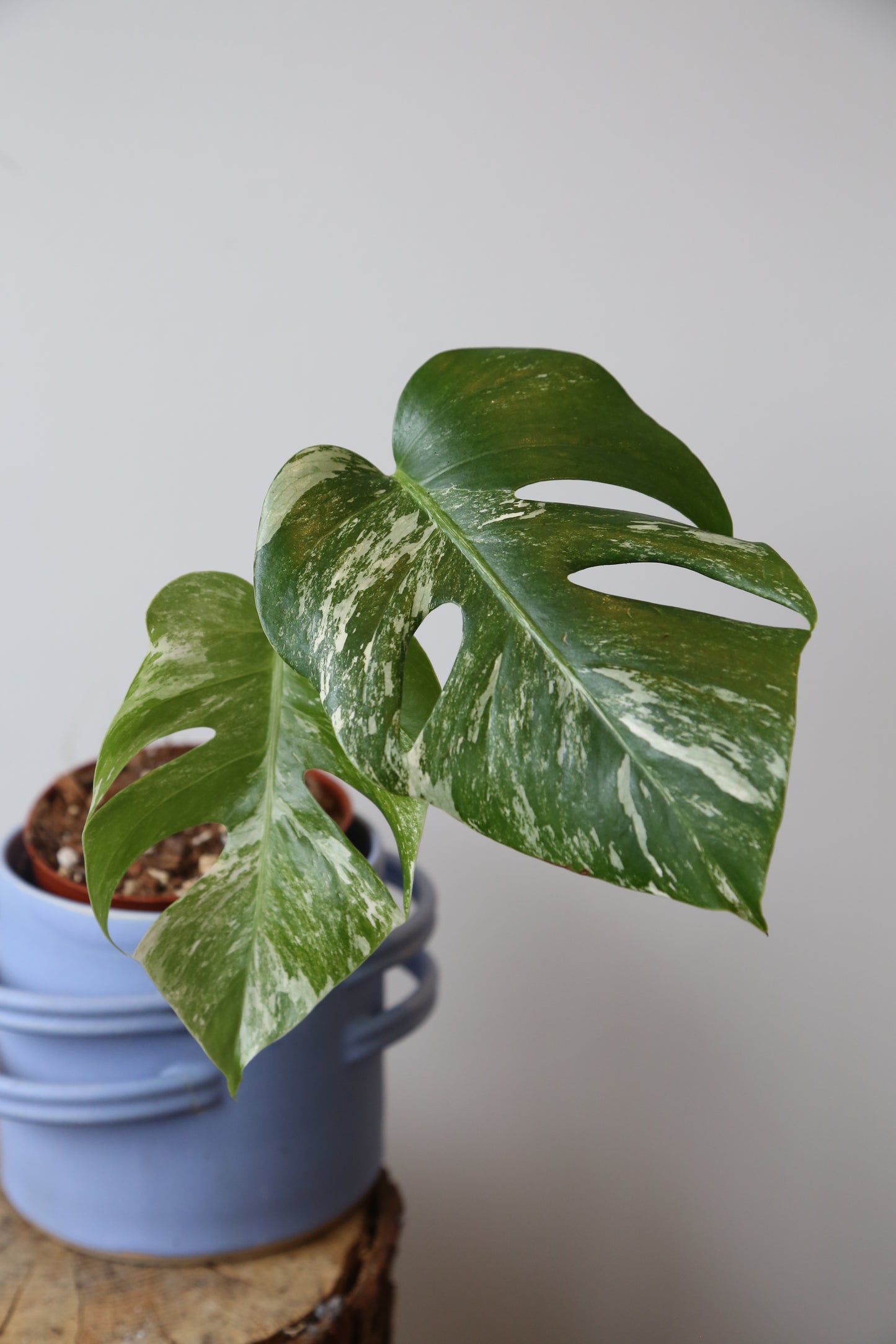 Monstera Variegated Potted MV-373
