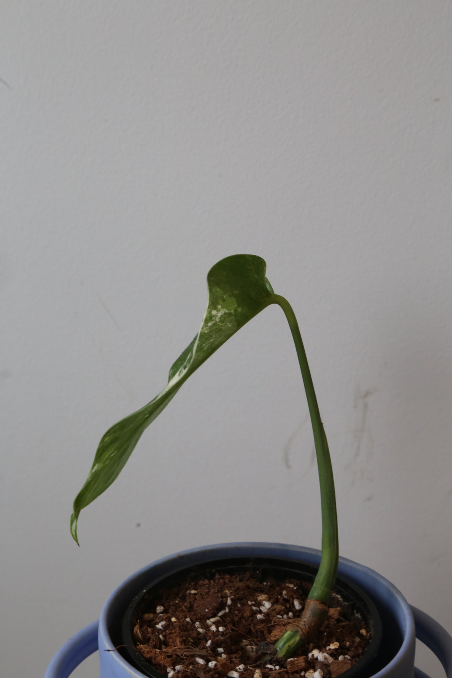 Monstera Variegated Potted MV-375