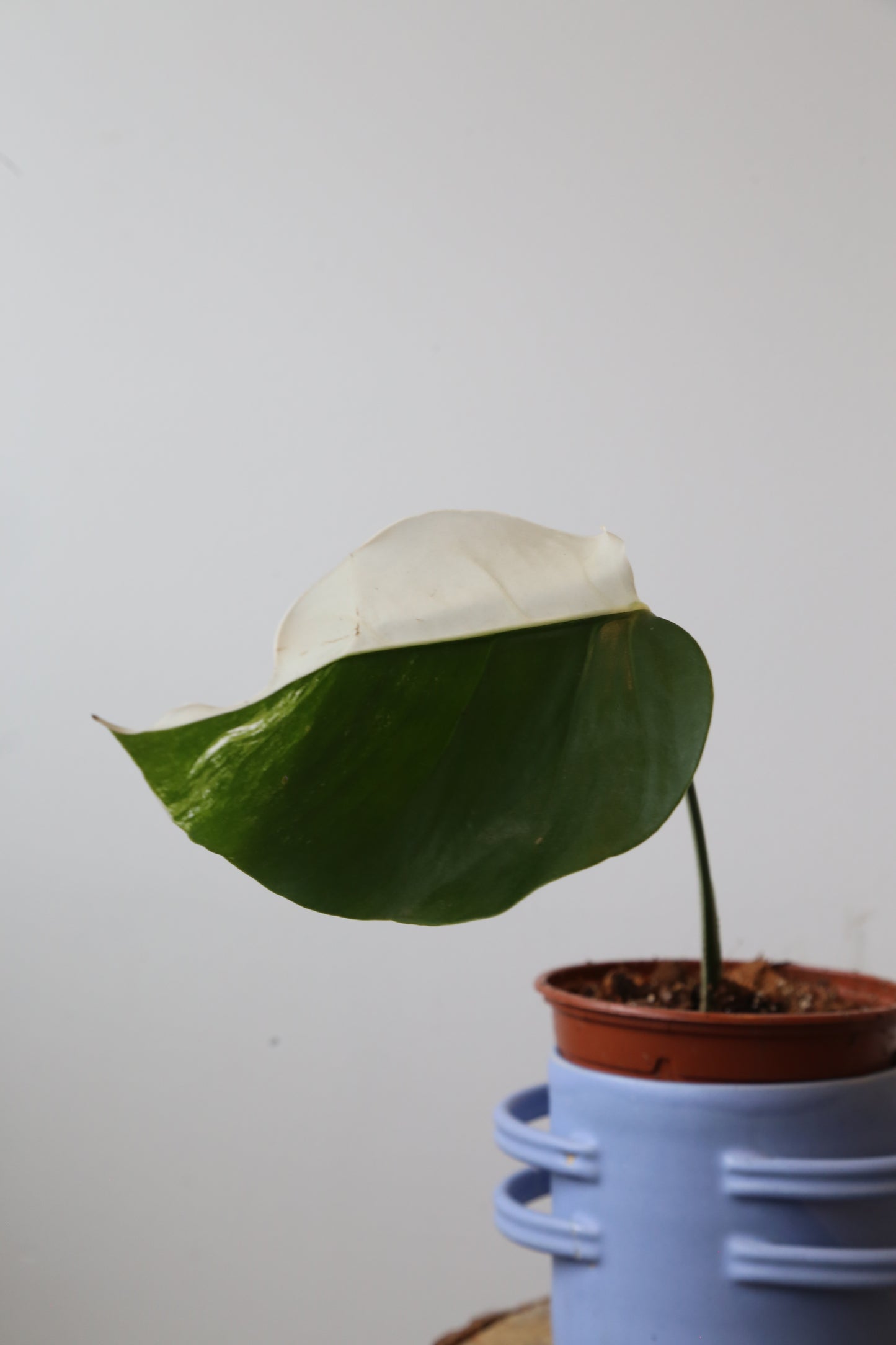 Rare! Monstera Variegated Half-Moon Potted MV-378
