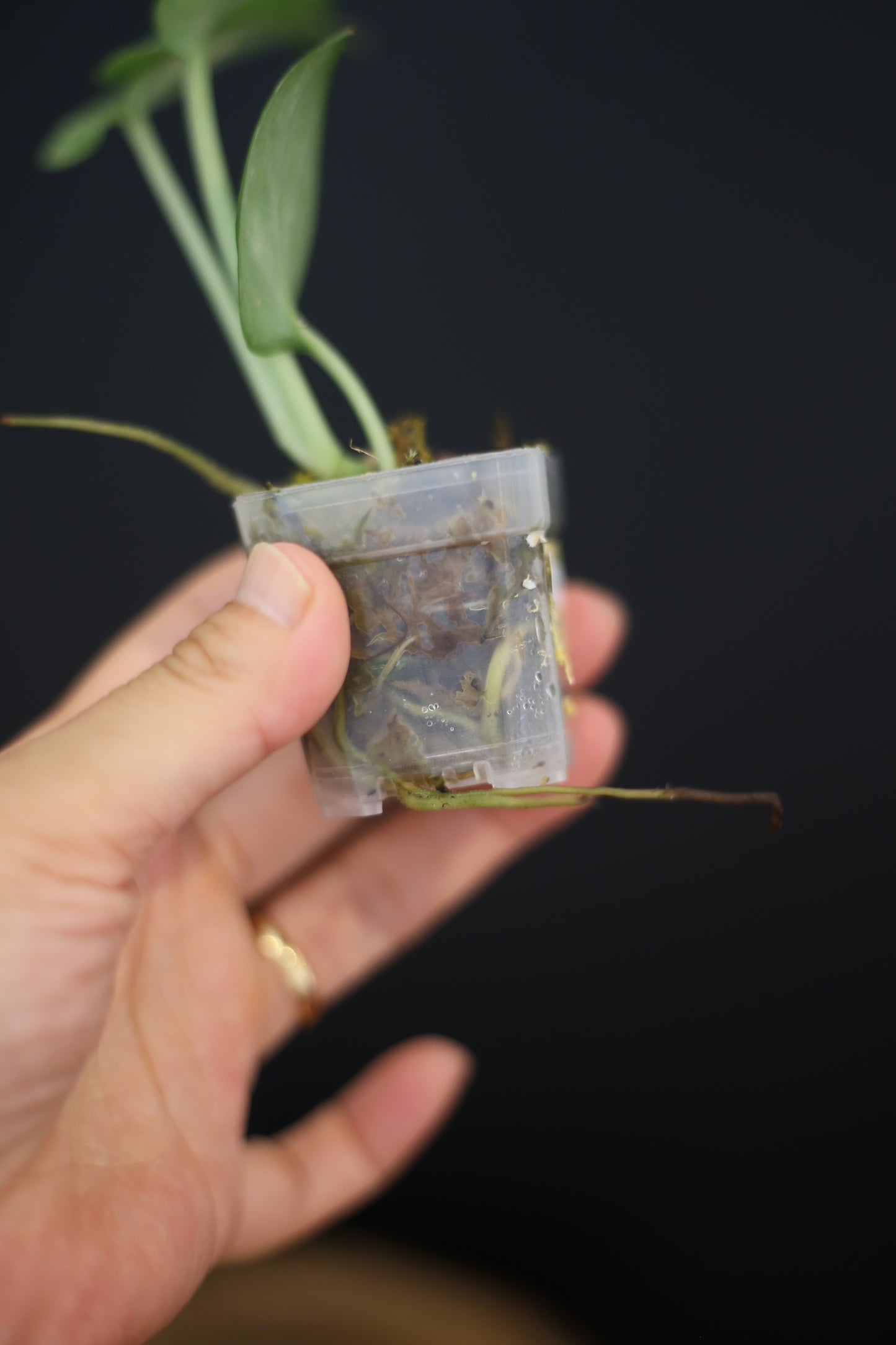 Scindapsus Silver Tatoo