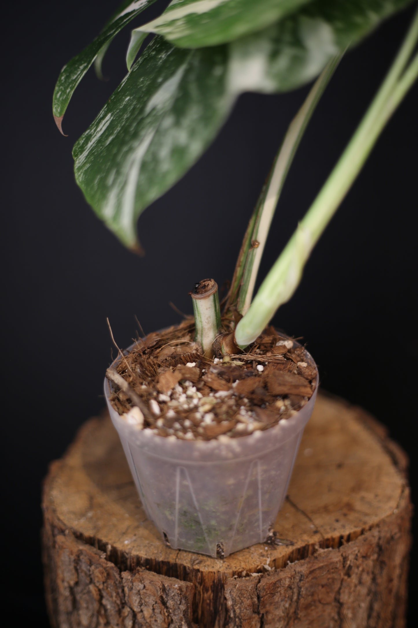 Monstera Albo Variegata - Speckled Pattern - Rooted Potted Plant UK