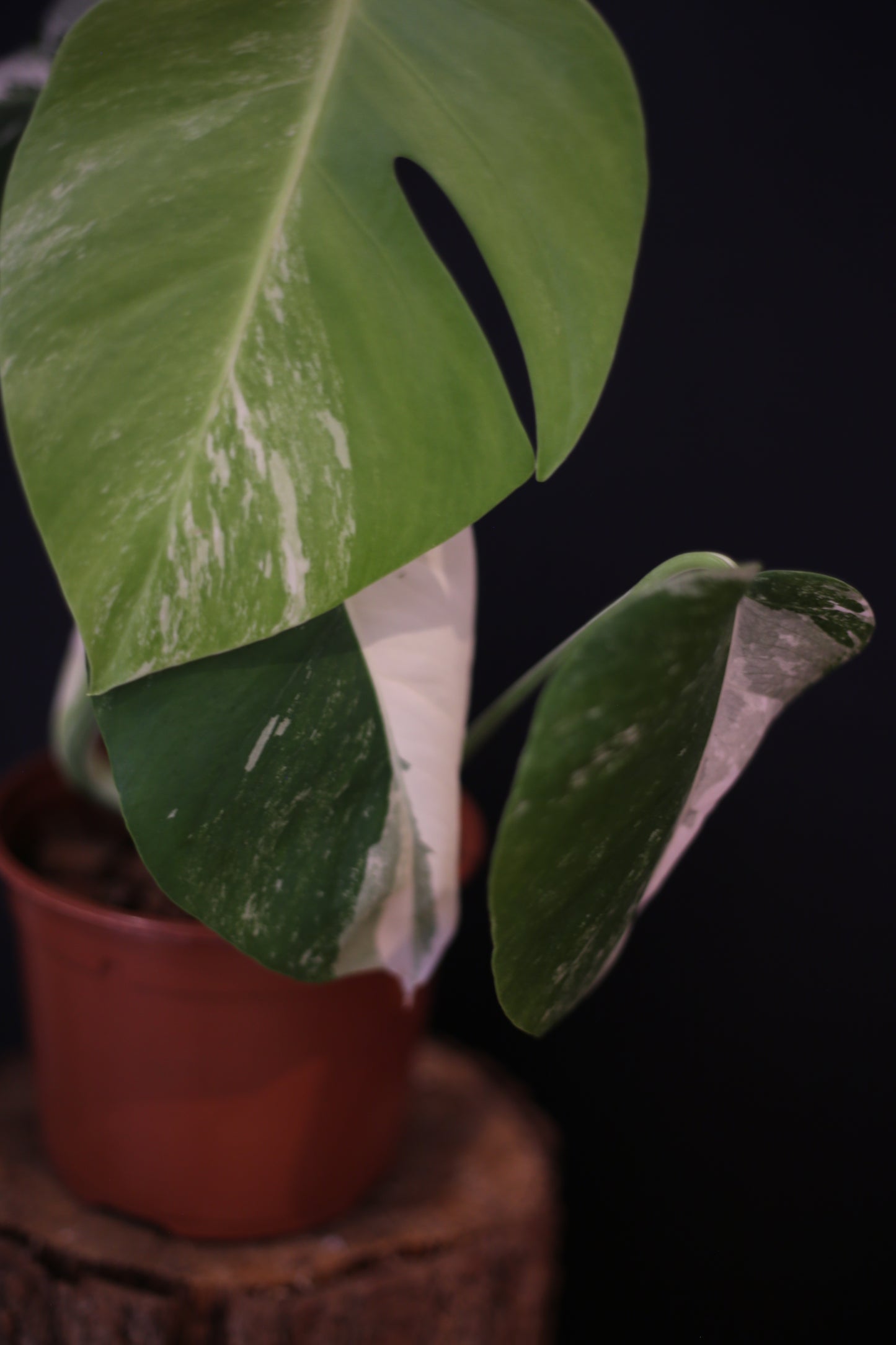 Monstera Albo Variegata - Half-moon Pattern - Rooted Potted Plant UK