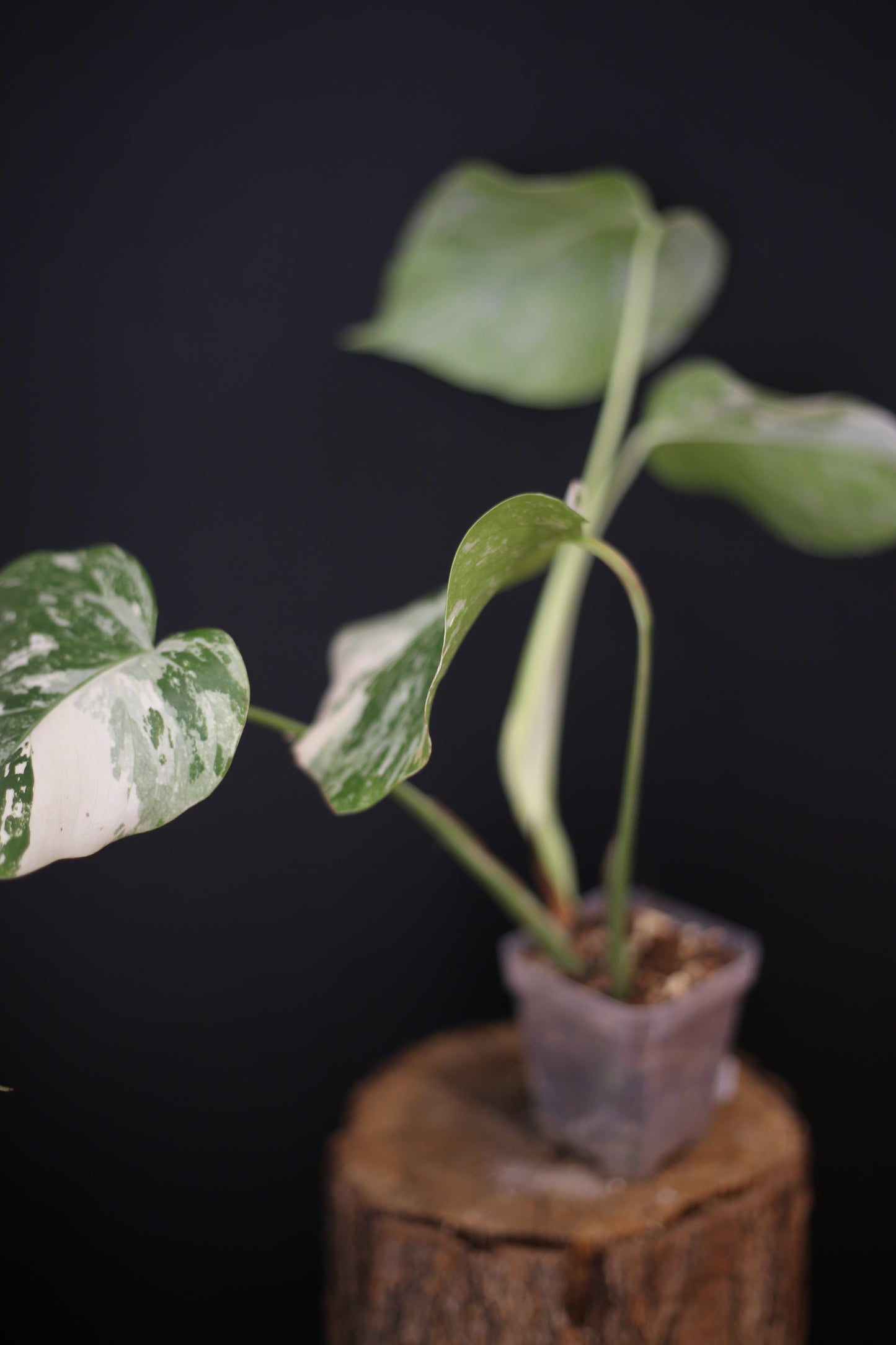Growing - Monstera Deliciosa Albo Variegata - Heavy Variegation - New Leaf Unfurling - Rooted Plant UK