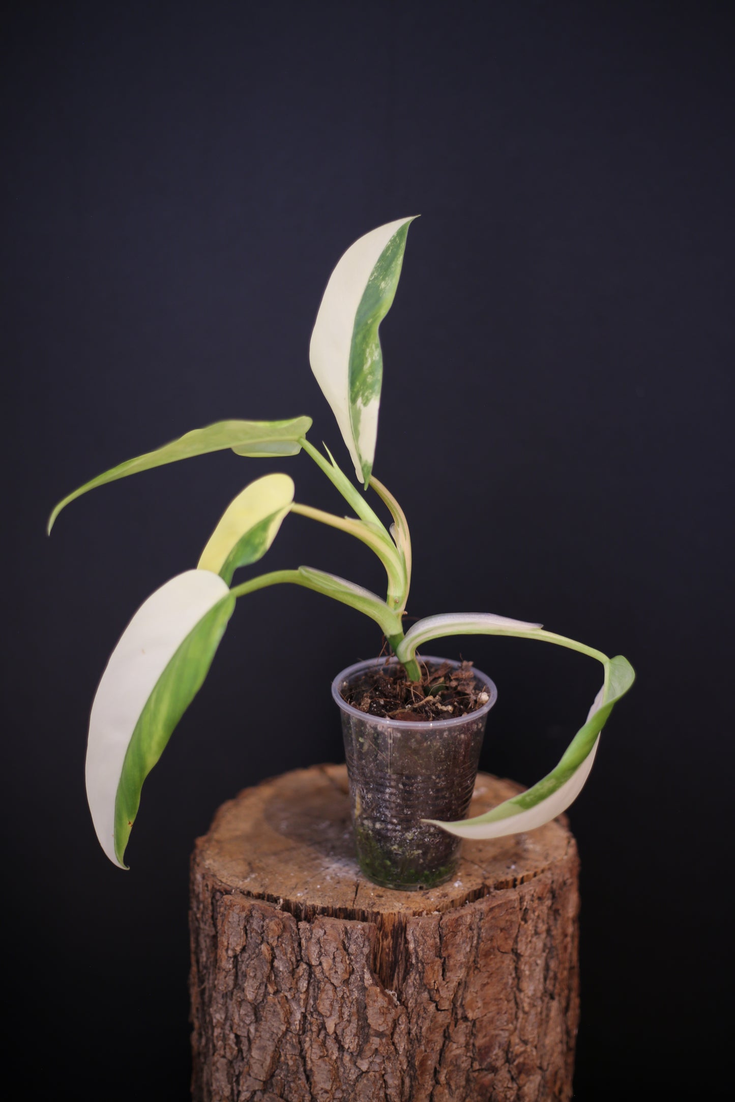 Philodendron Domesticum Variegated - Half Moon Leaf - Rooted Established Plant - Rare Aroid UK