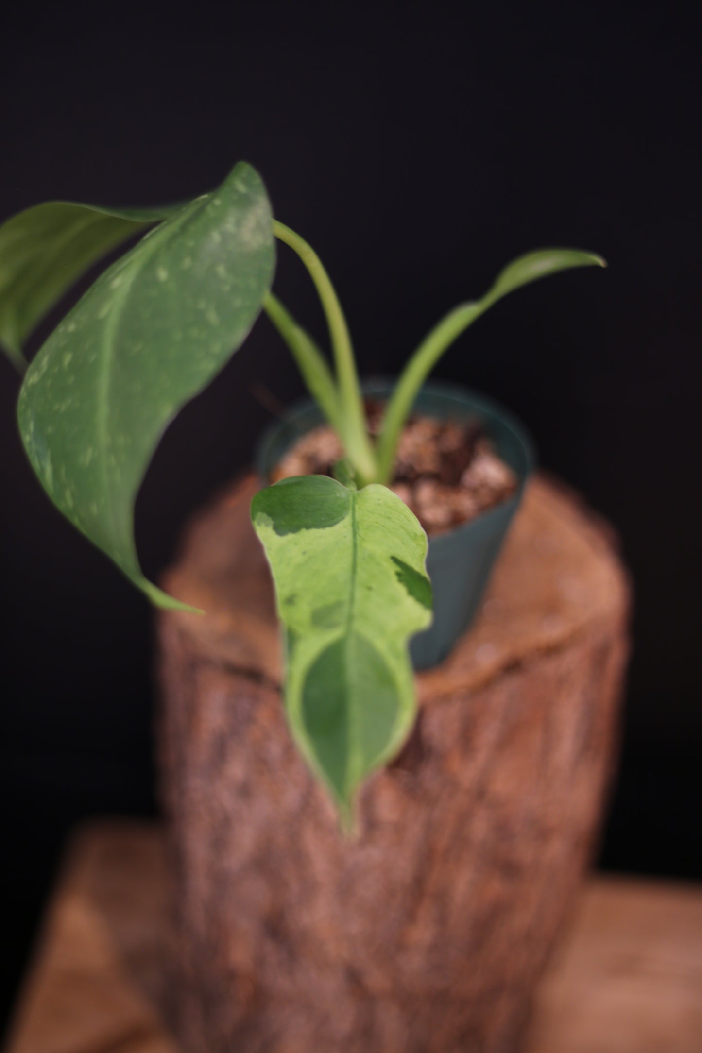 Growing - Philodendron Jose Buono Variegata - Cream Variegation - New Leaves Emerging - Rooted Plant UK
