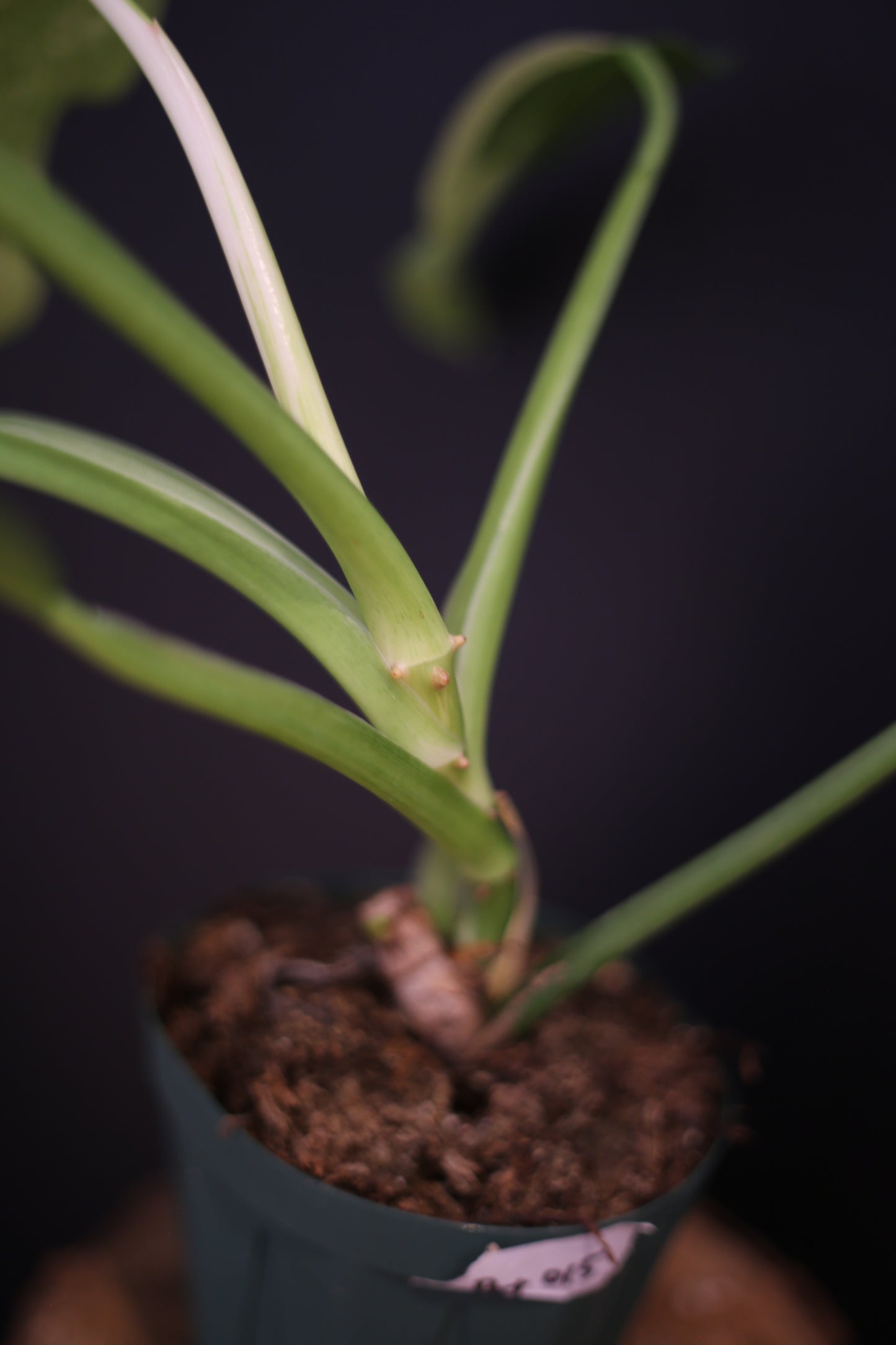 Growing - Philodendron Jose Buono Variegata - Heavy Cream Variegation - Multiple Leaves - Rooted Plant UK