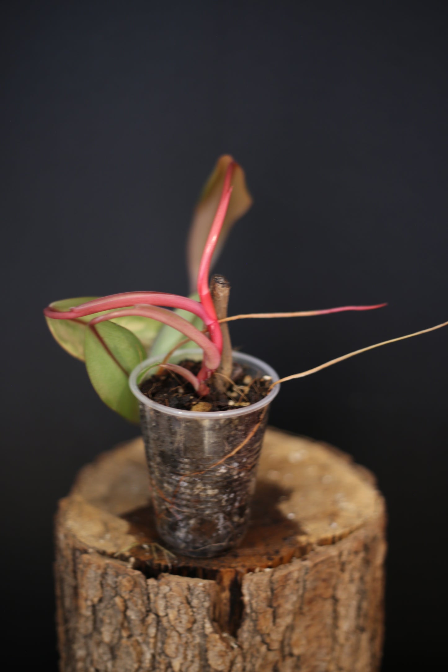 Philodendron Strawberry Shake Variegata - Pink Splash on Dark Leaf - New Leaf Emerging - Rooted Plant UK