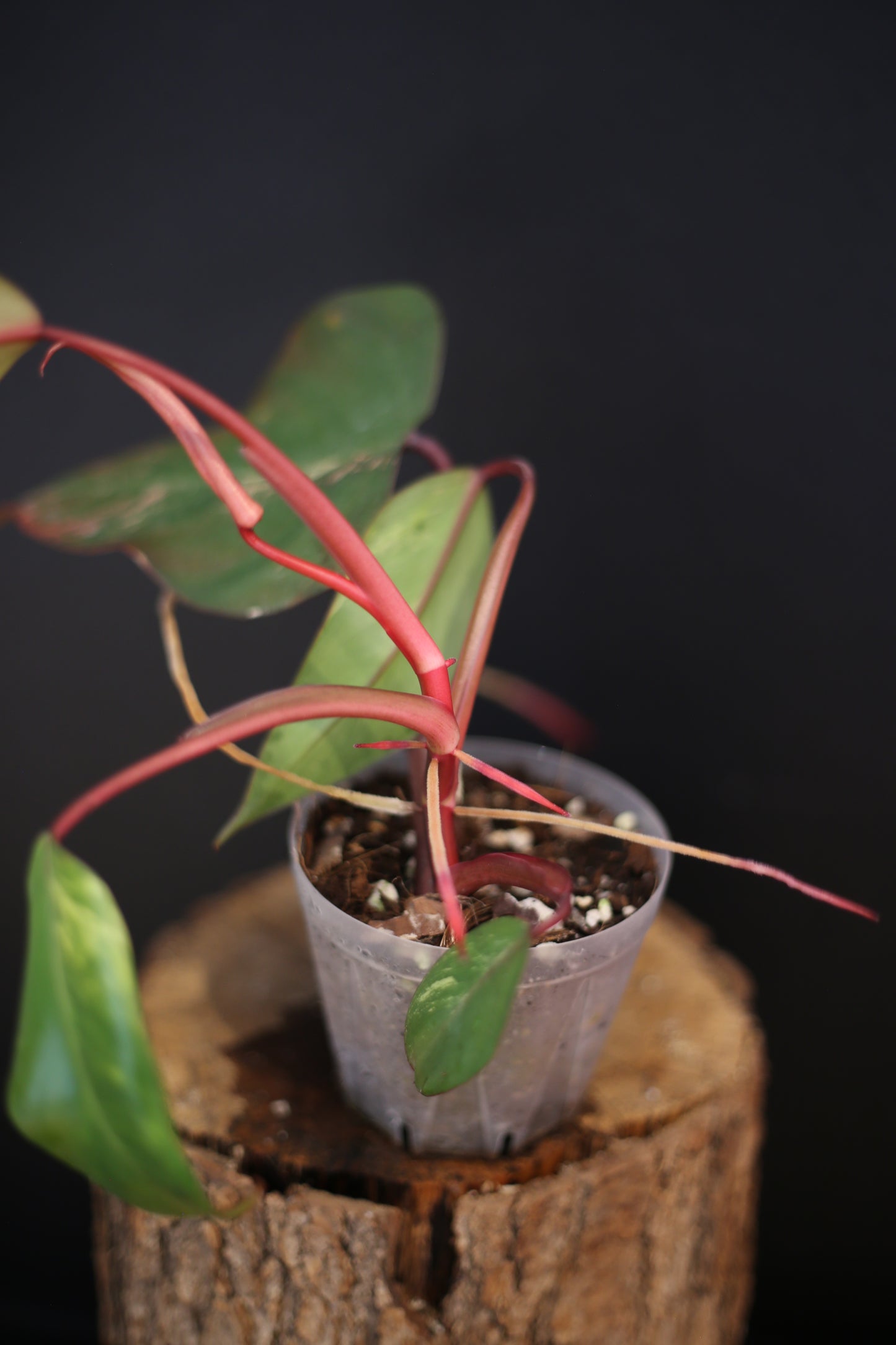 Philodendron Strawberry Shake Variegata - Multiple New Leaves - Cream Variegation - Rooted Starter Plant UK