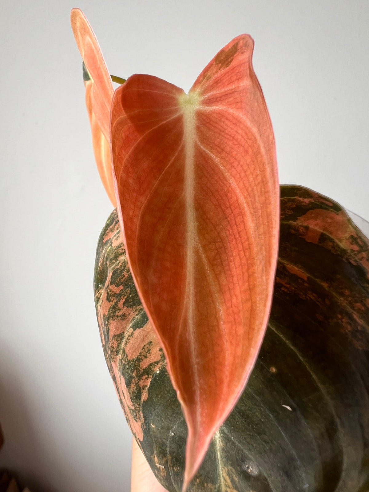 Super rare Philodendron melanochrysum Bonfire Orange Variegated / You can get what you see!