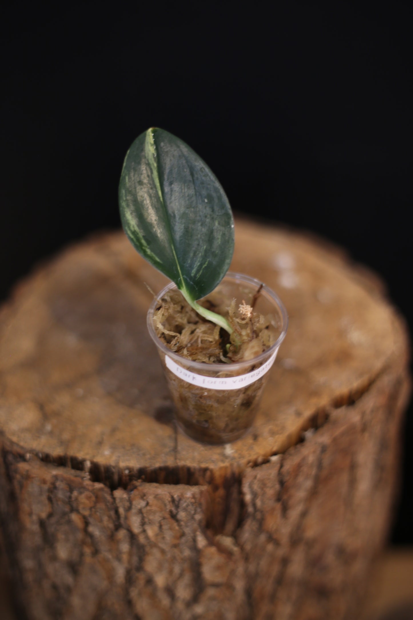 Rare Scindapsus Dark Form Variegated | Deep Foliage Trailing Plant