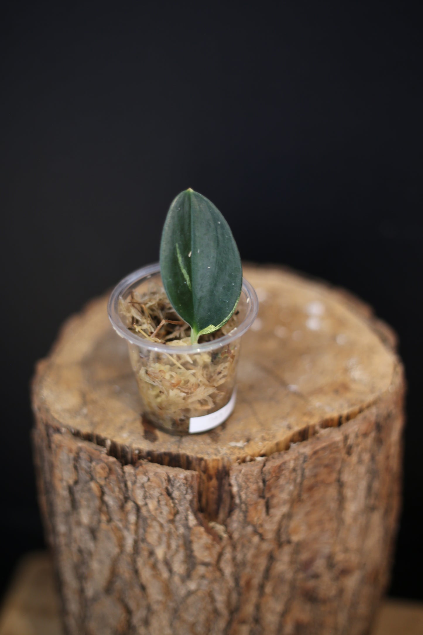 Scindapsus Dark Form Variegated | Trailing Statement Houseplant