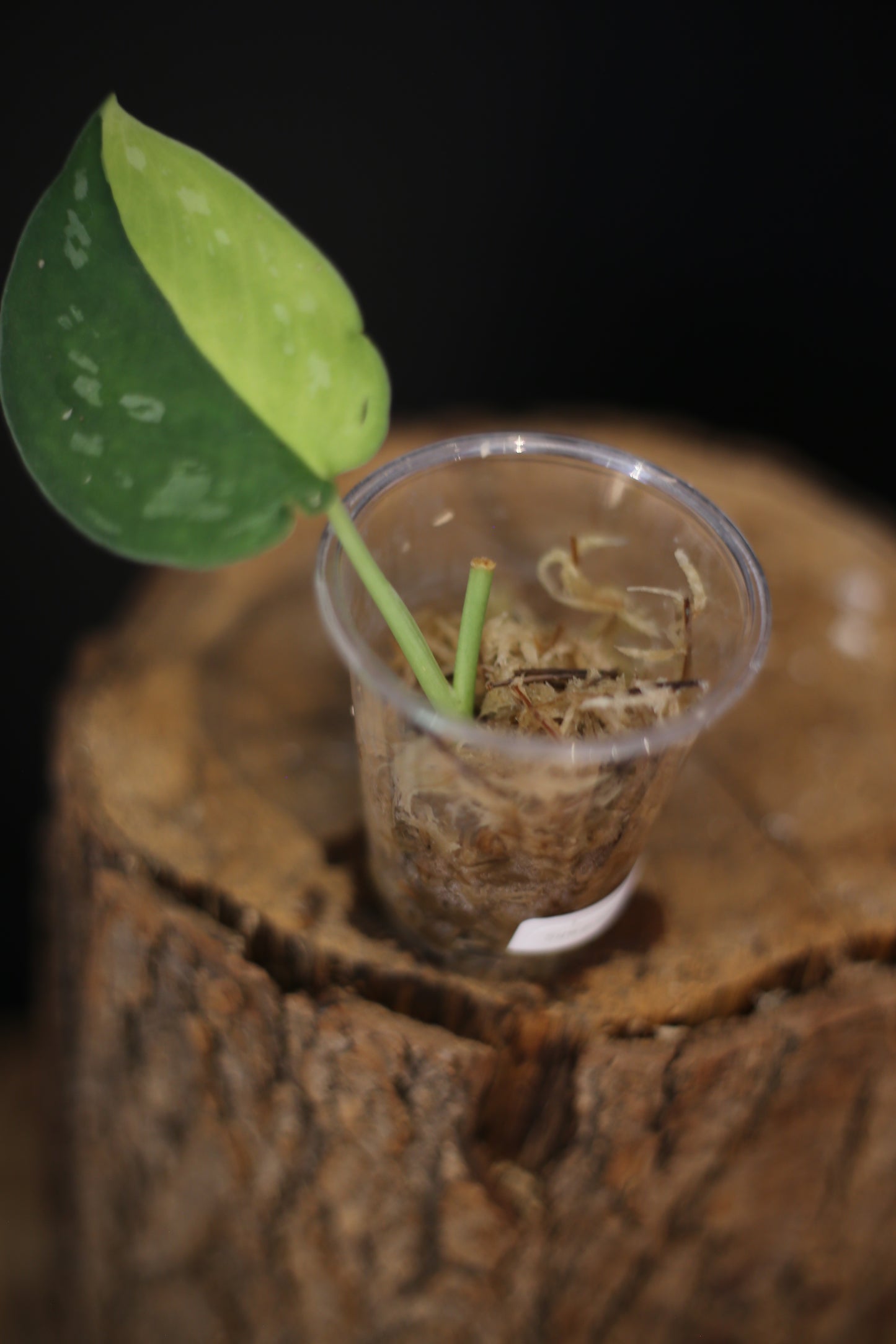 Scindapsus Suwarnabhumi Variegated | Collector Variegated Houseplant