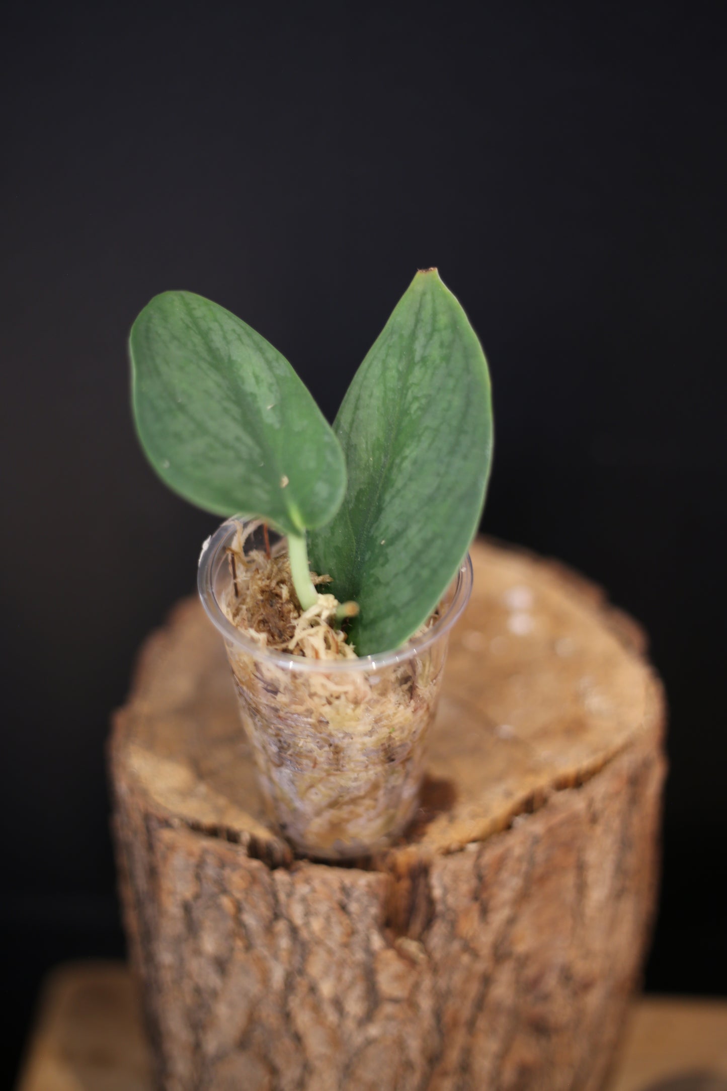 Scindapsus Green Phoenix | Rare Textured Aroid Trailing Houseplant UK
