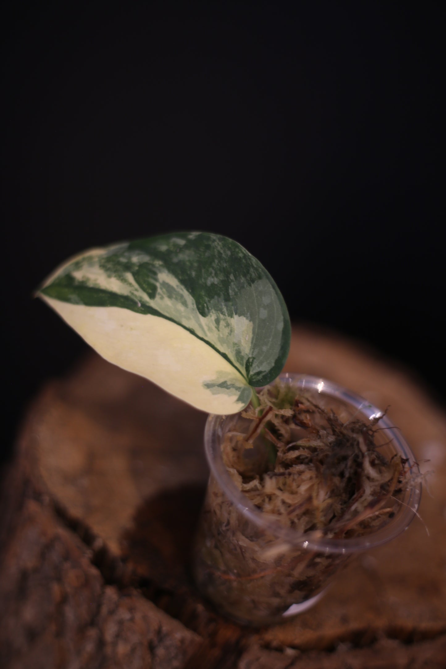 Scindapsus Yellow Phoenix | Rare Golden Aroid Trailing Houseplant UK