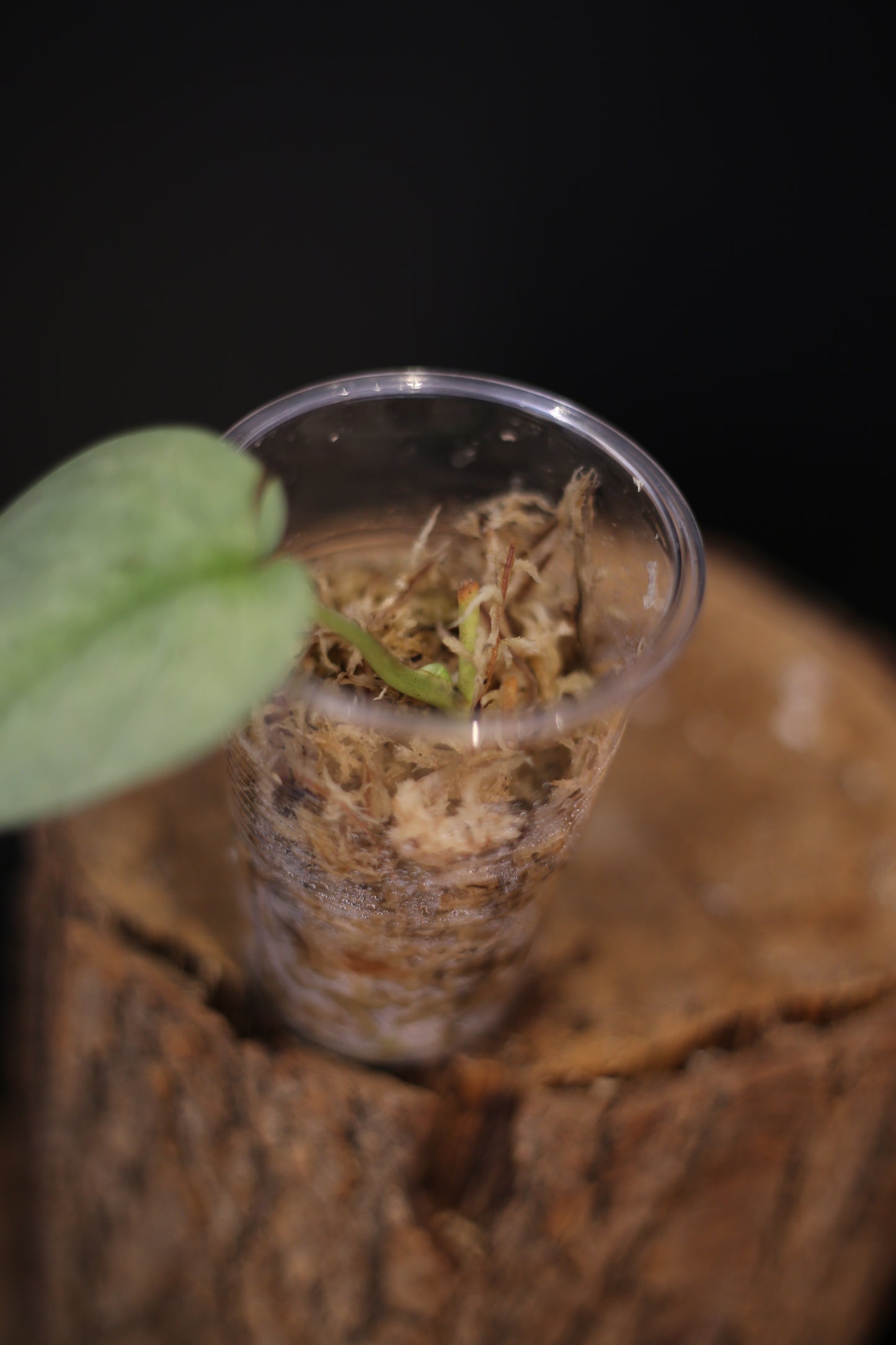 Rare Scindapsus Silver Platinum Mutation | Shimmering Silver Aroid UK