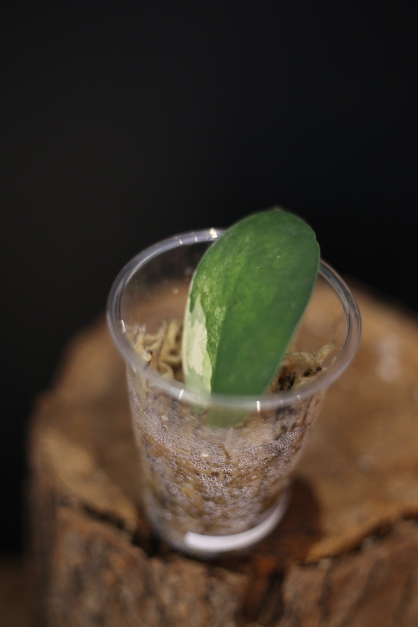 Scindapsus Yellow Phoenix | Rare Golden Aroid Trailing Houseplant UK