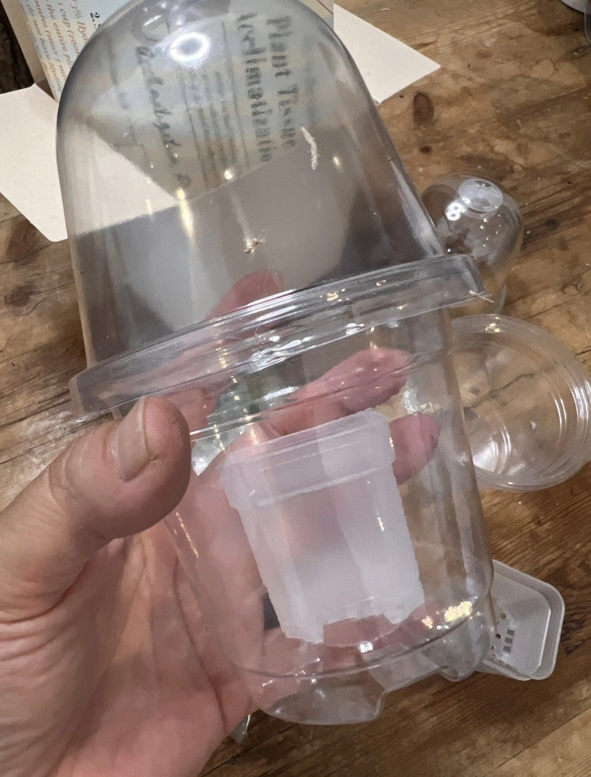 Nook - Your First Tissue Culture Set (3 Anthurium Plants)