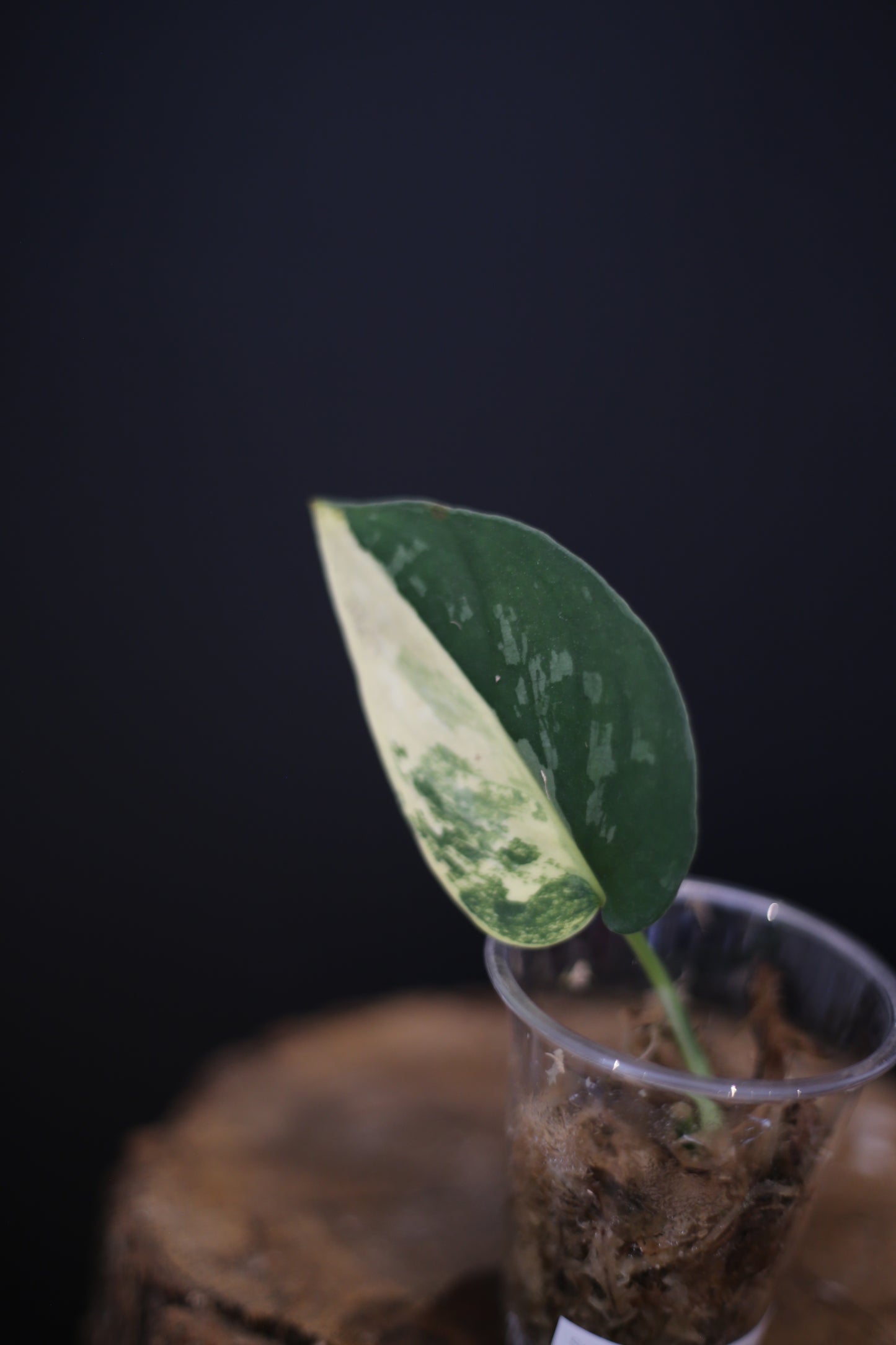 Scindapsus Suwarnabhumi Variegated | Elegant Variegated Aroid Houseplant