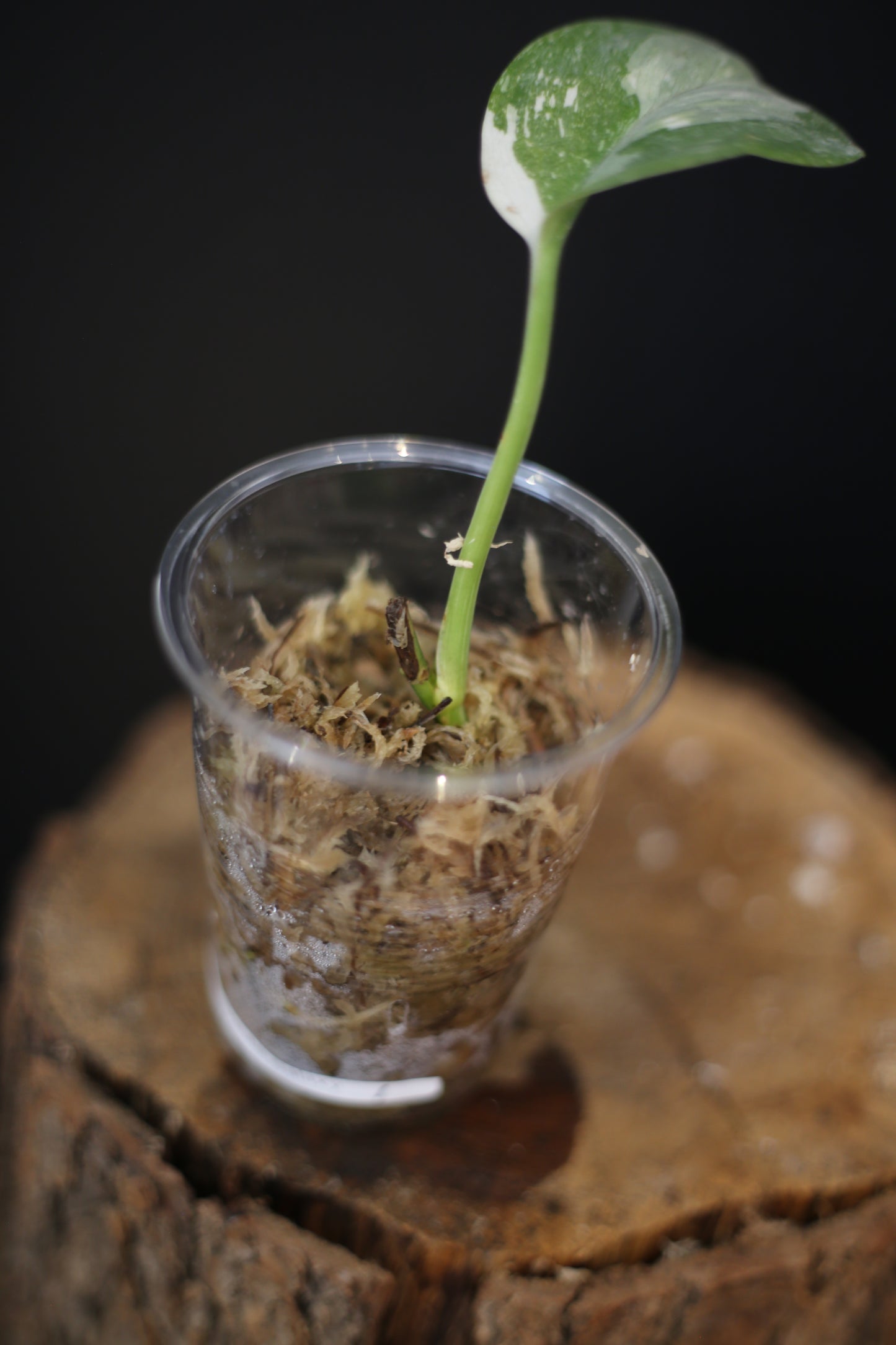 Scindapsus Treubii Galaxy | Rare Silver Speckled Aroid Trailing Houseplant