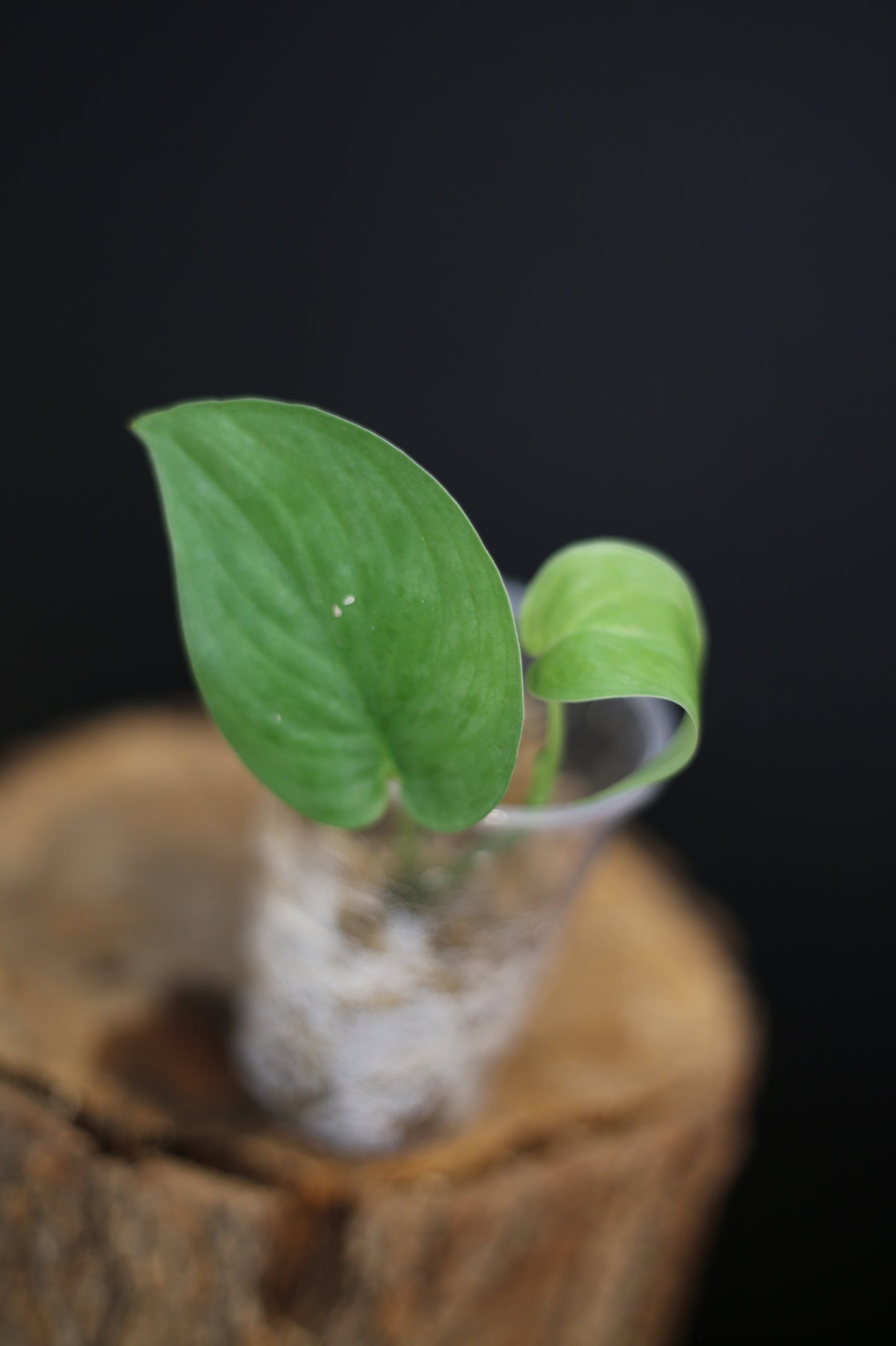 Rare Scindapsus Silver Tattoo | Bold Silver Patterned Trailing Plant